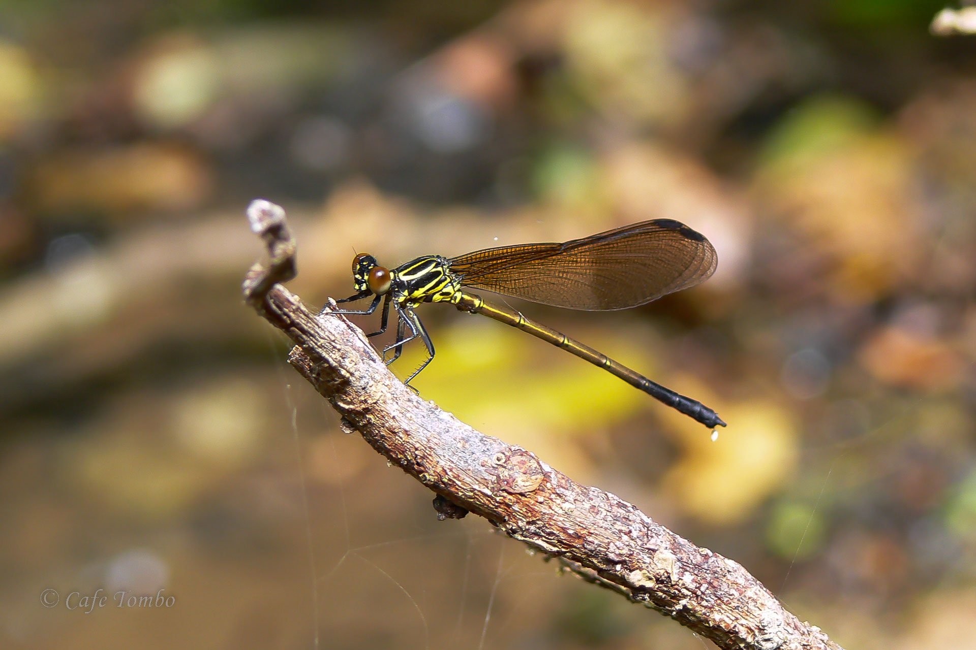 コナカハグロトンボ