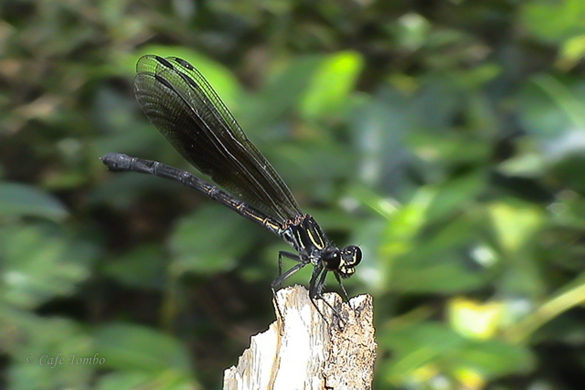 コナカハグロトンボ