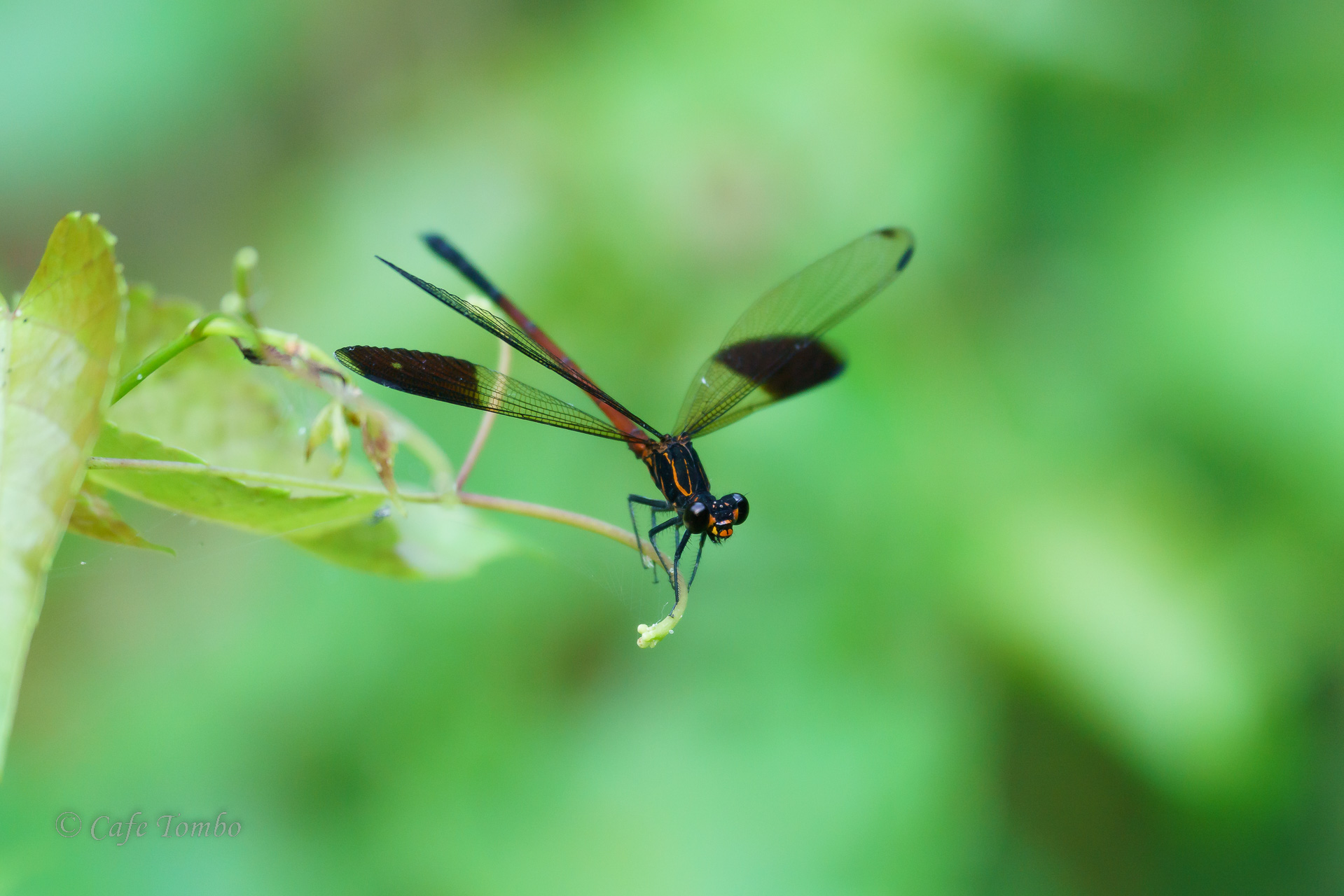 コナカハグロトンボ