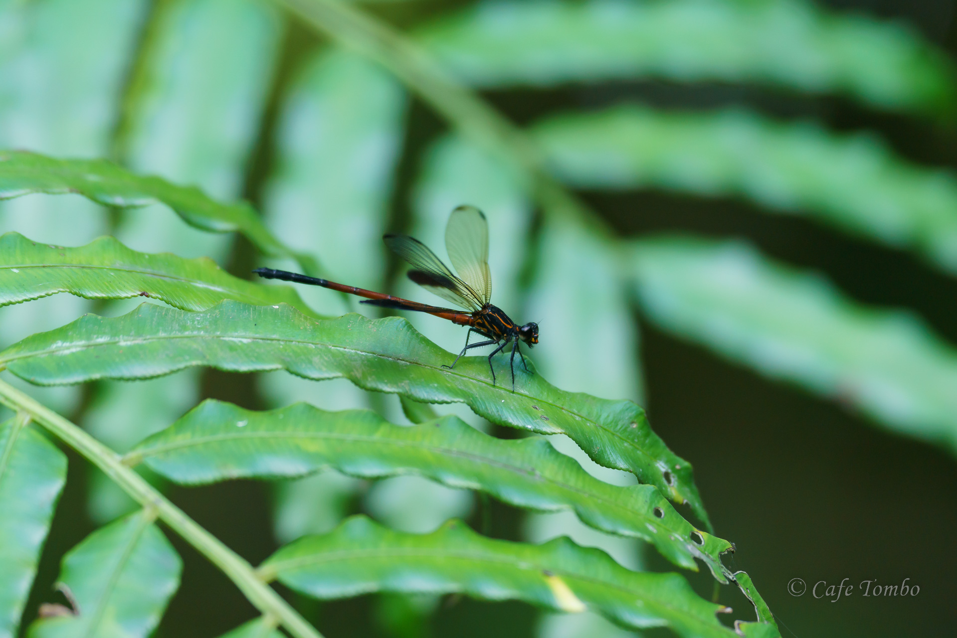 コナカハグロトンボ