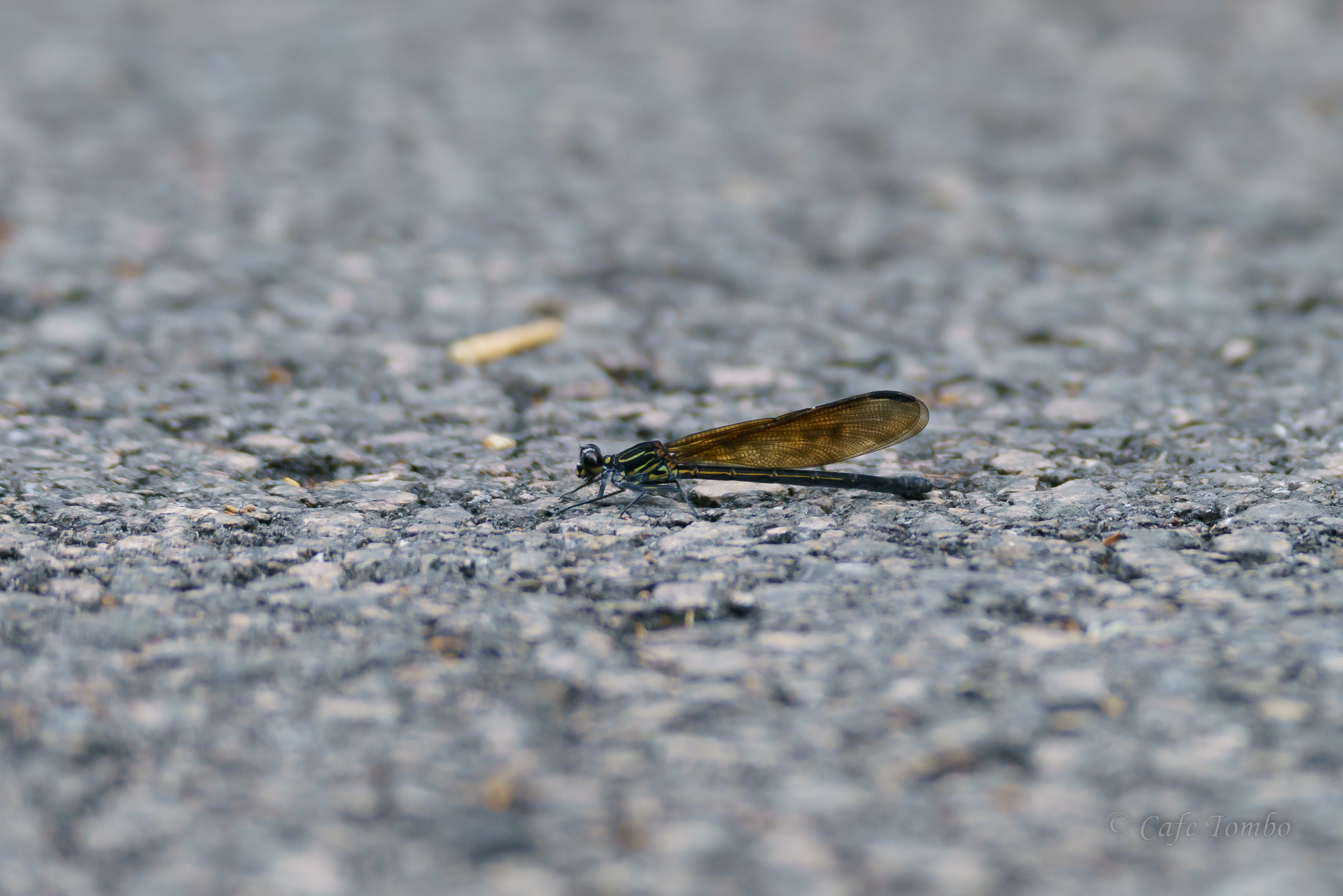 コナカハグロトンボ