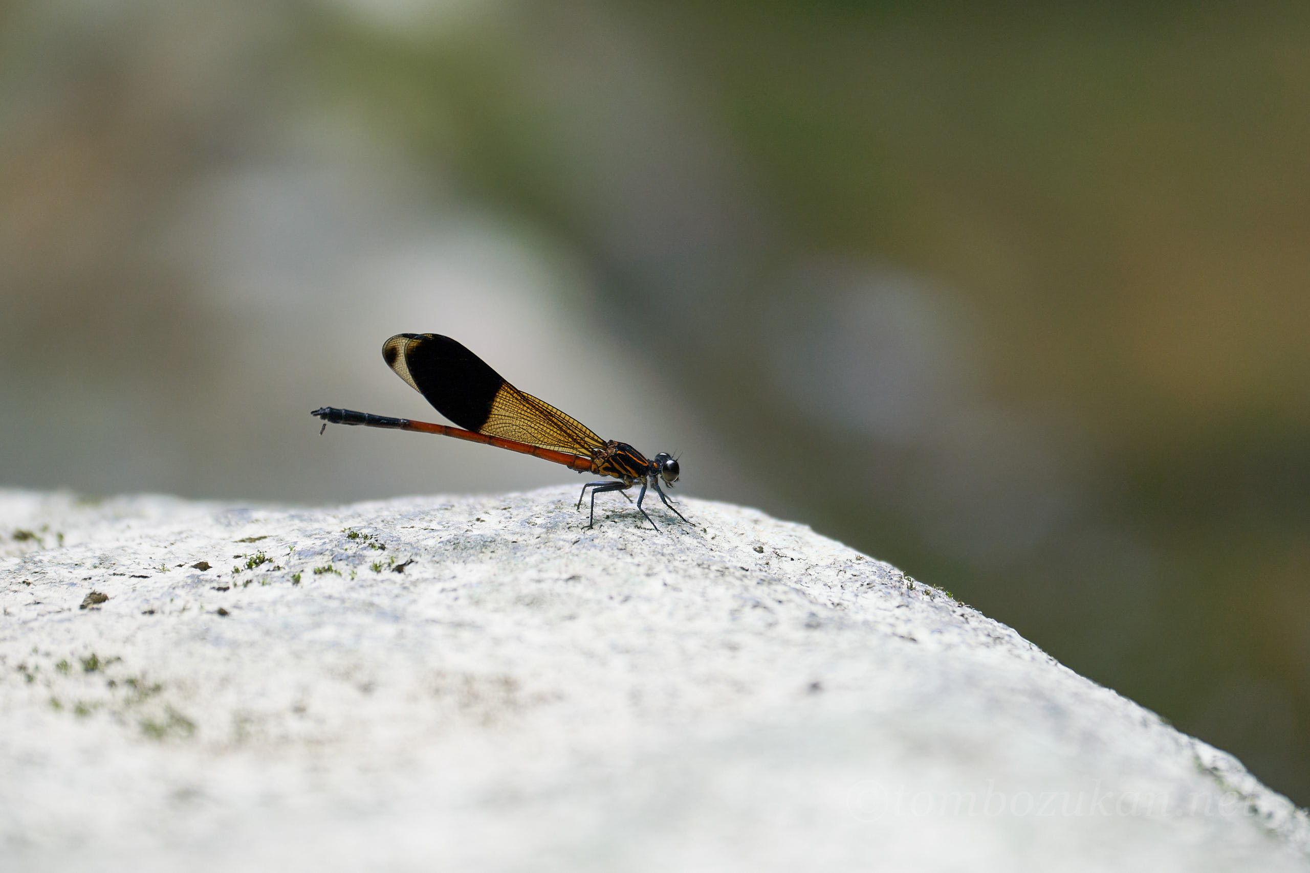 コナカハグロトンボ
