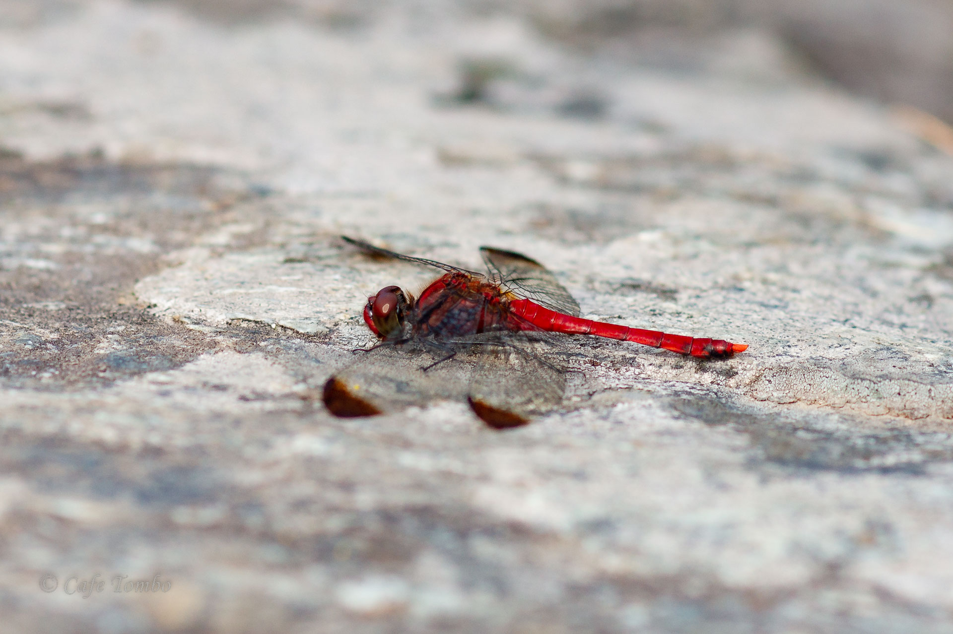 コノシメトンボ