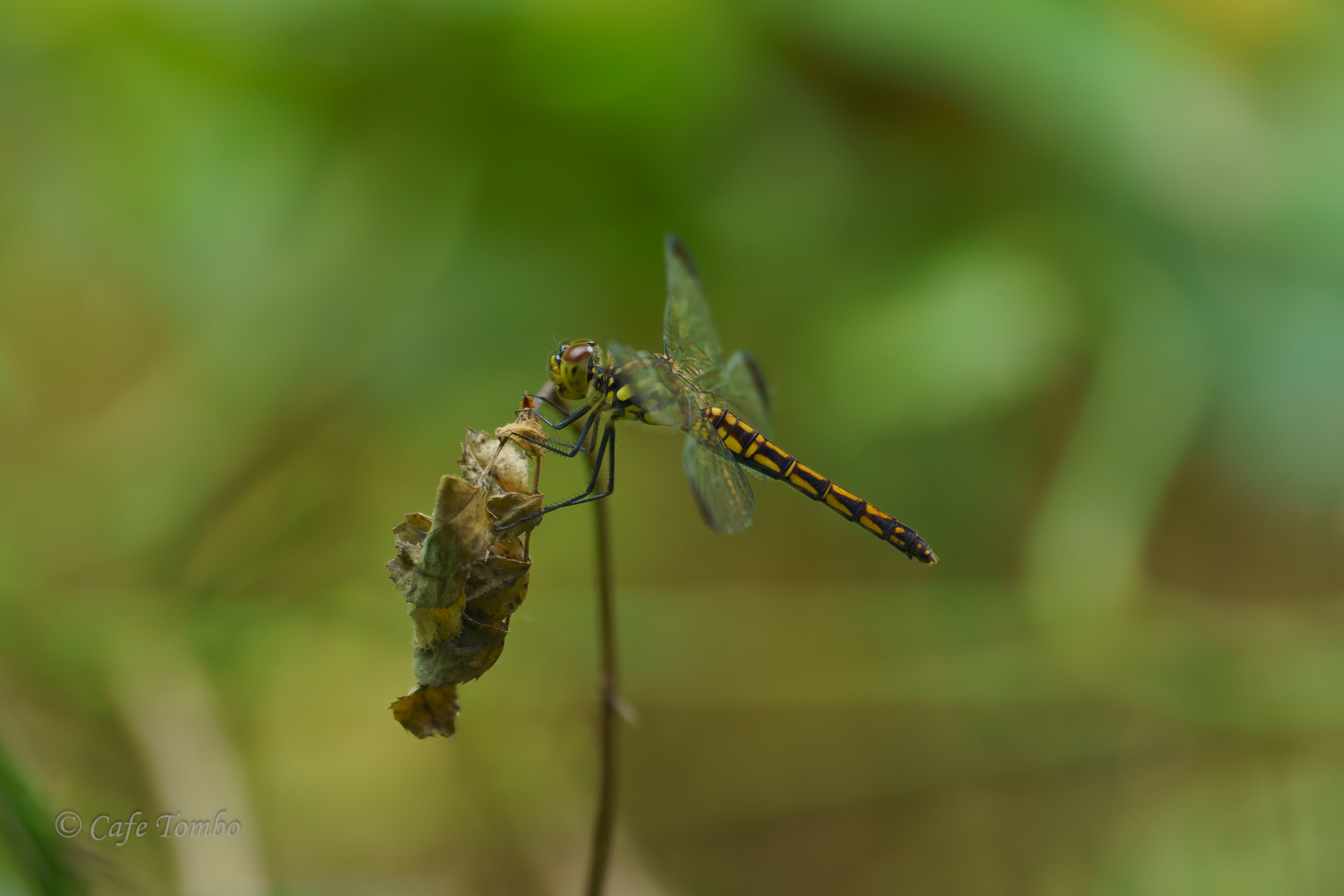 コノシメトンボ