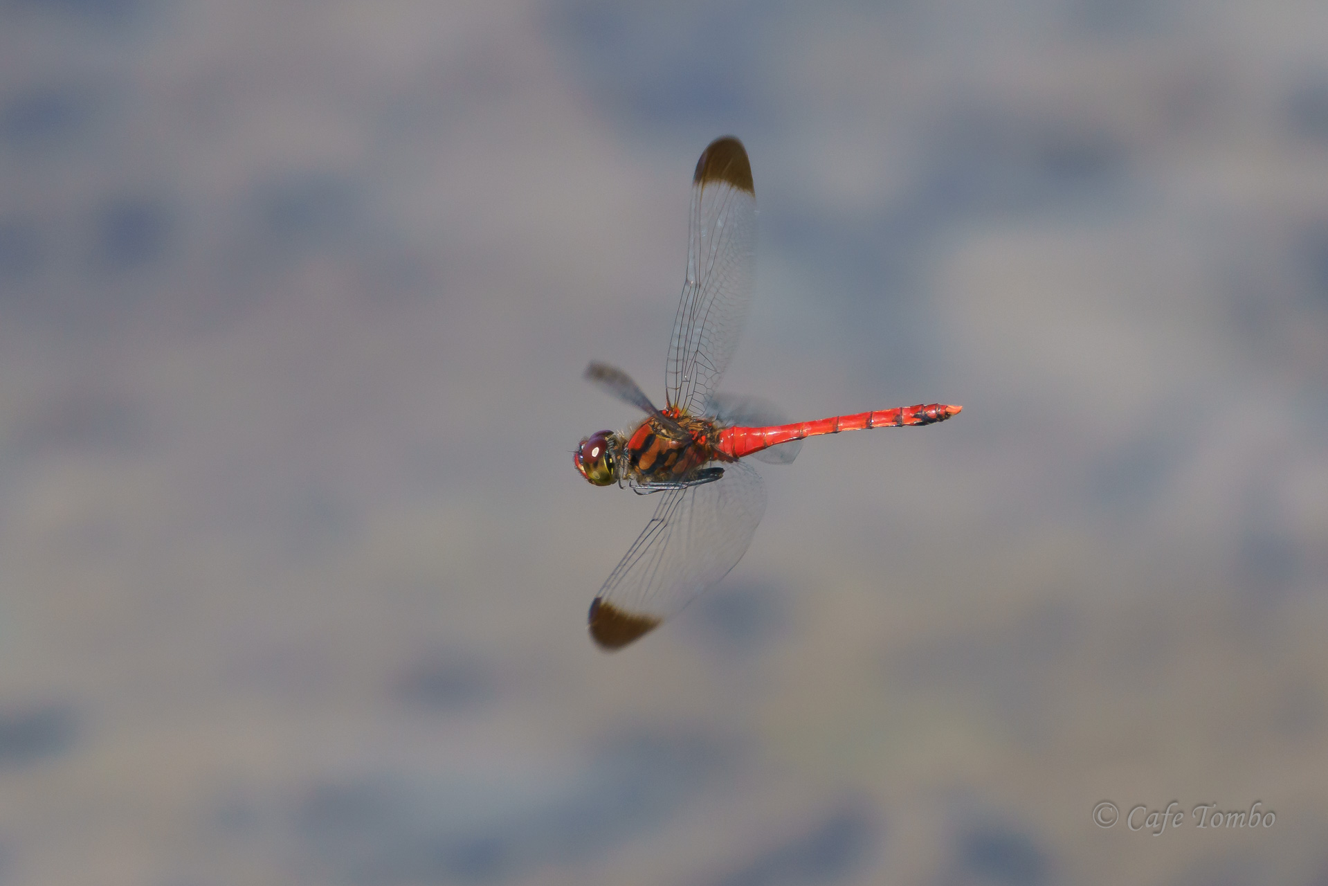 コノシメトンボ