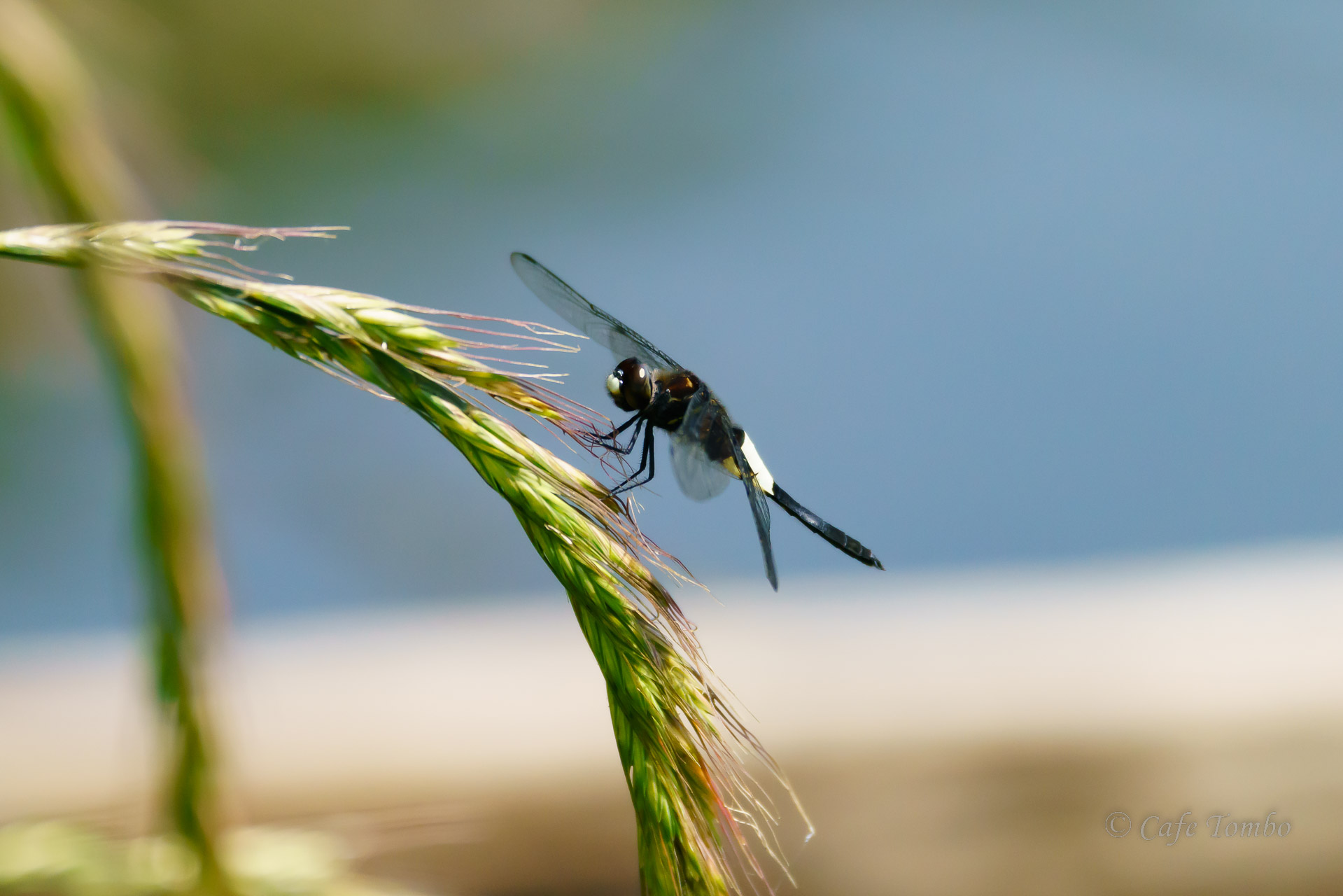 コシアキトンボ