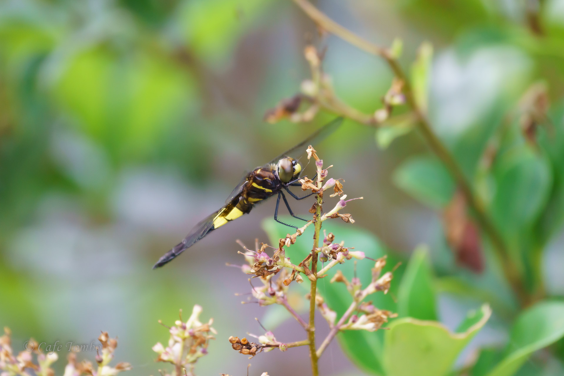 コシアキトンボ