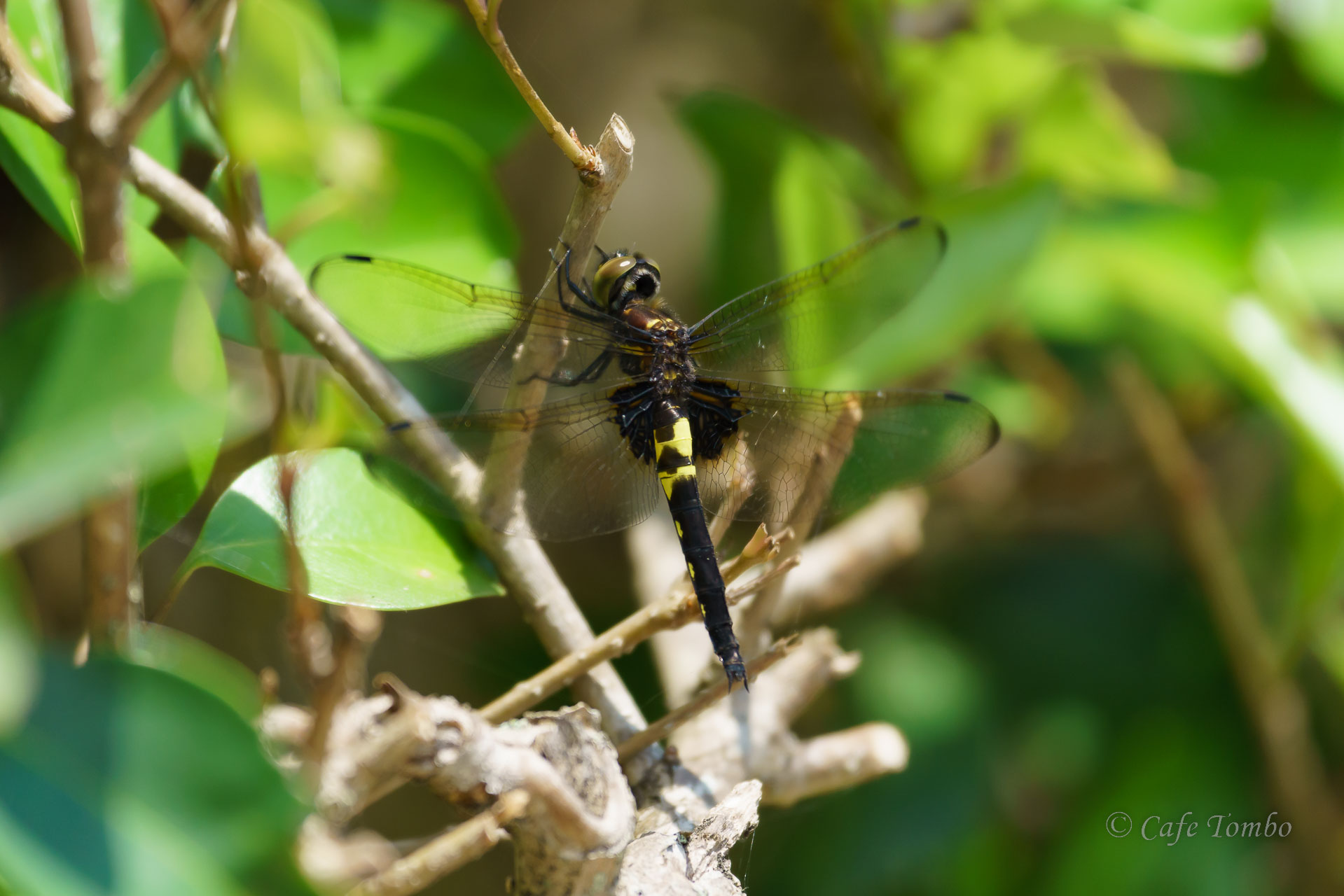 コシアキトンボ