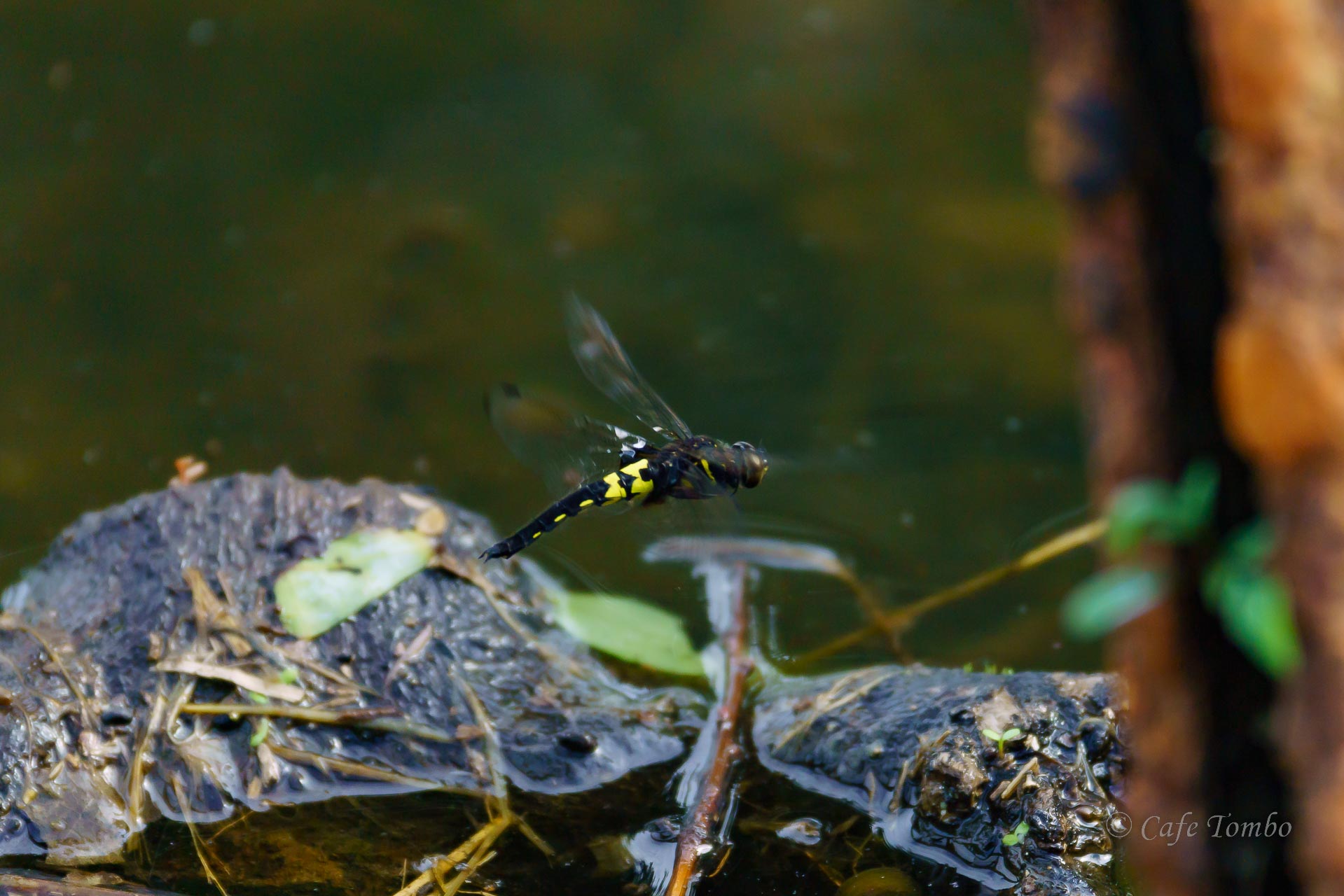 コシアキトンボ