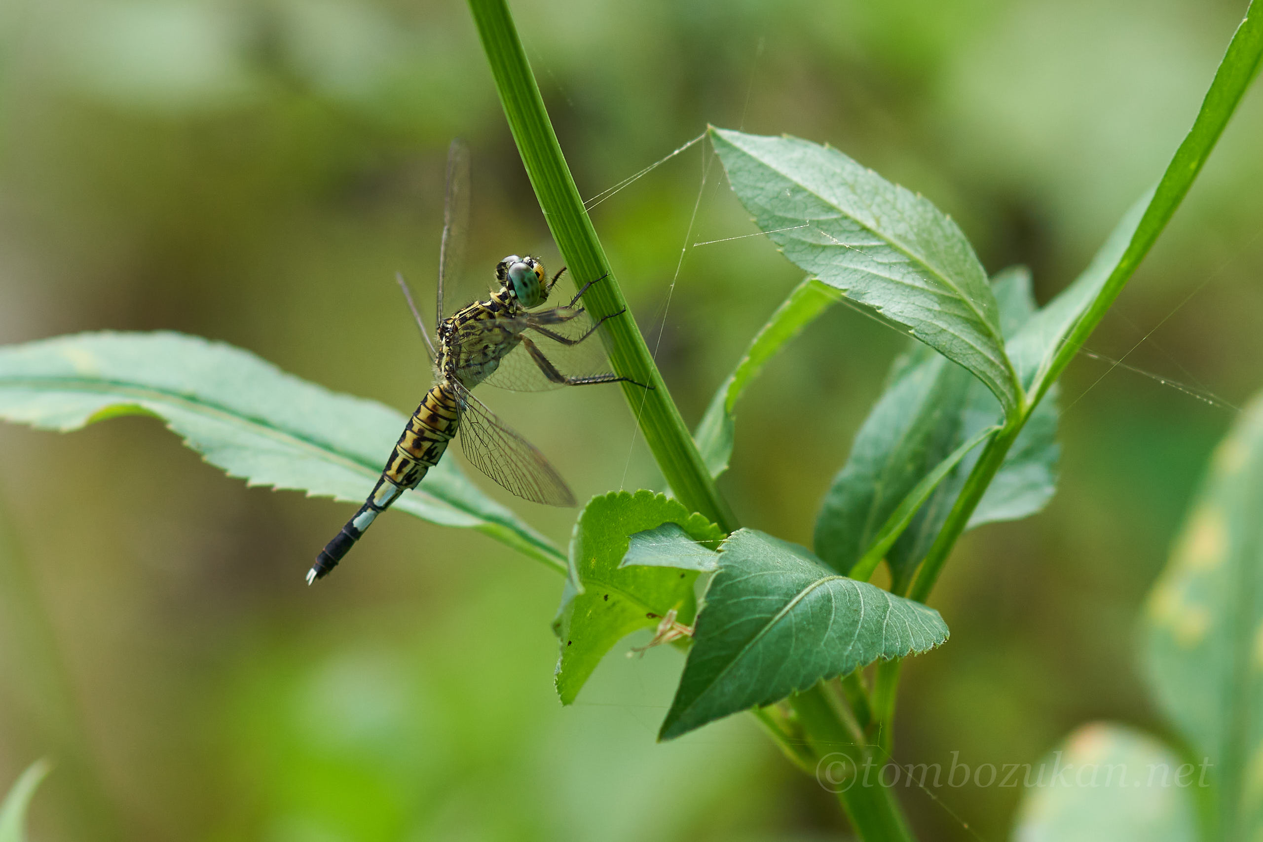 コシブトトンボ