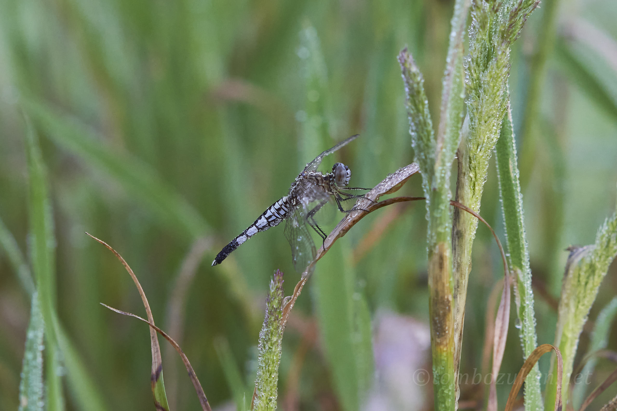 コシブトトンボ