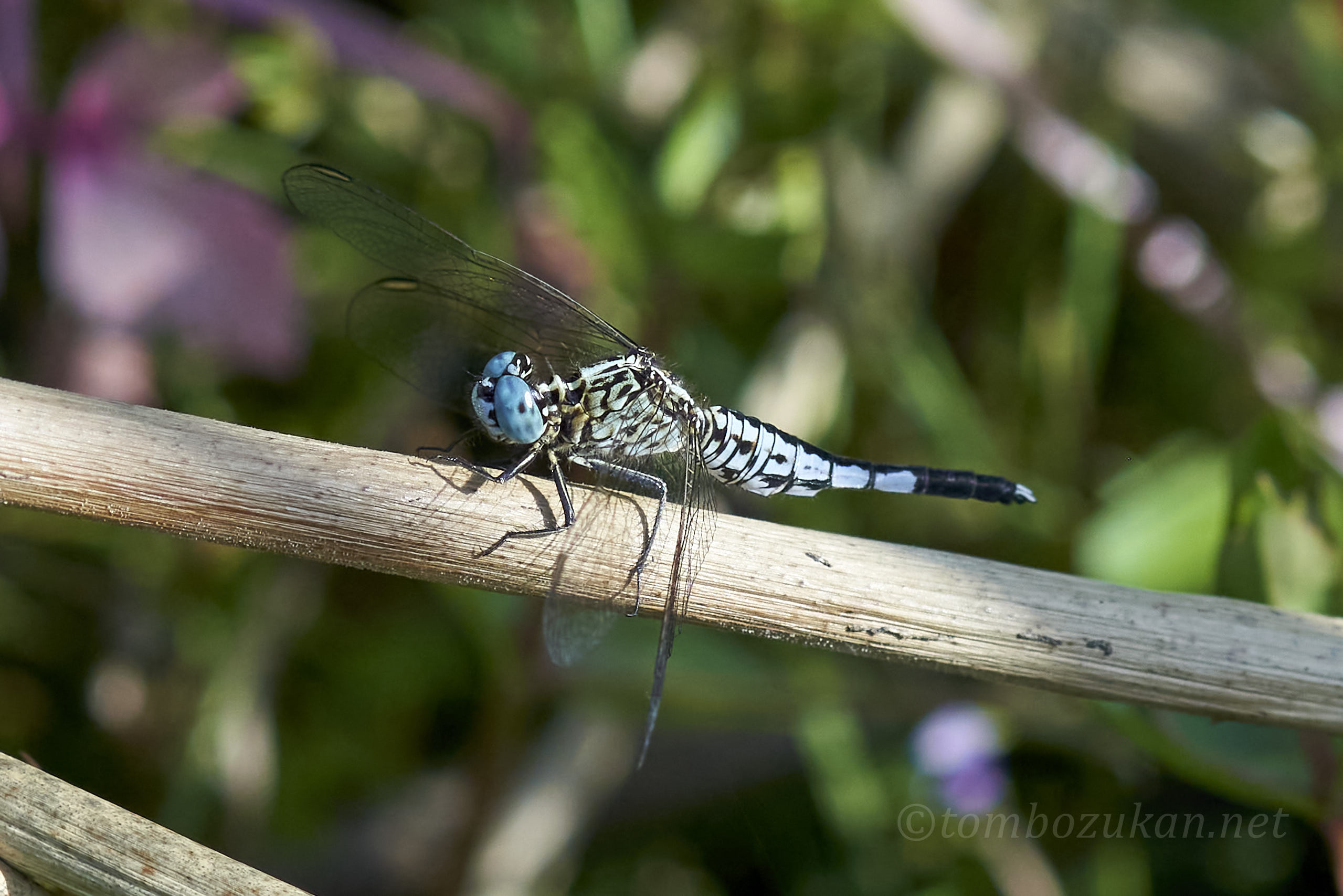 コシブトトンボ
