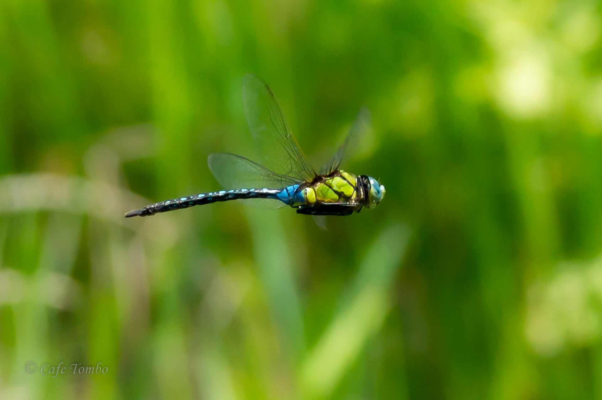 クロスジギンヤンマ