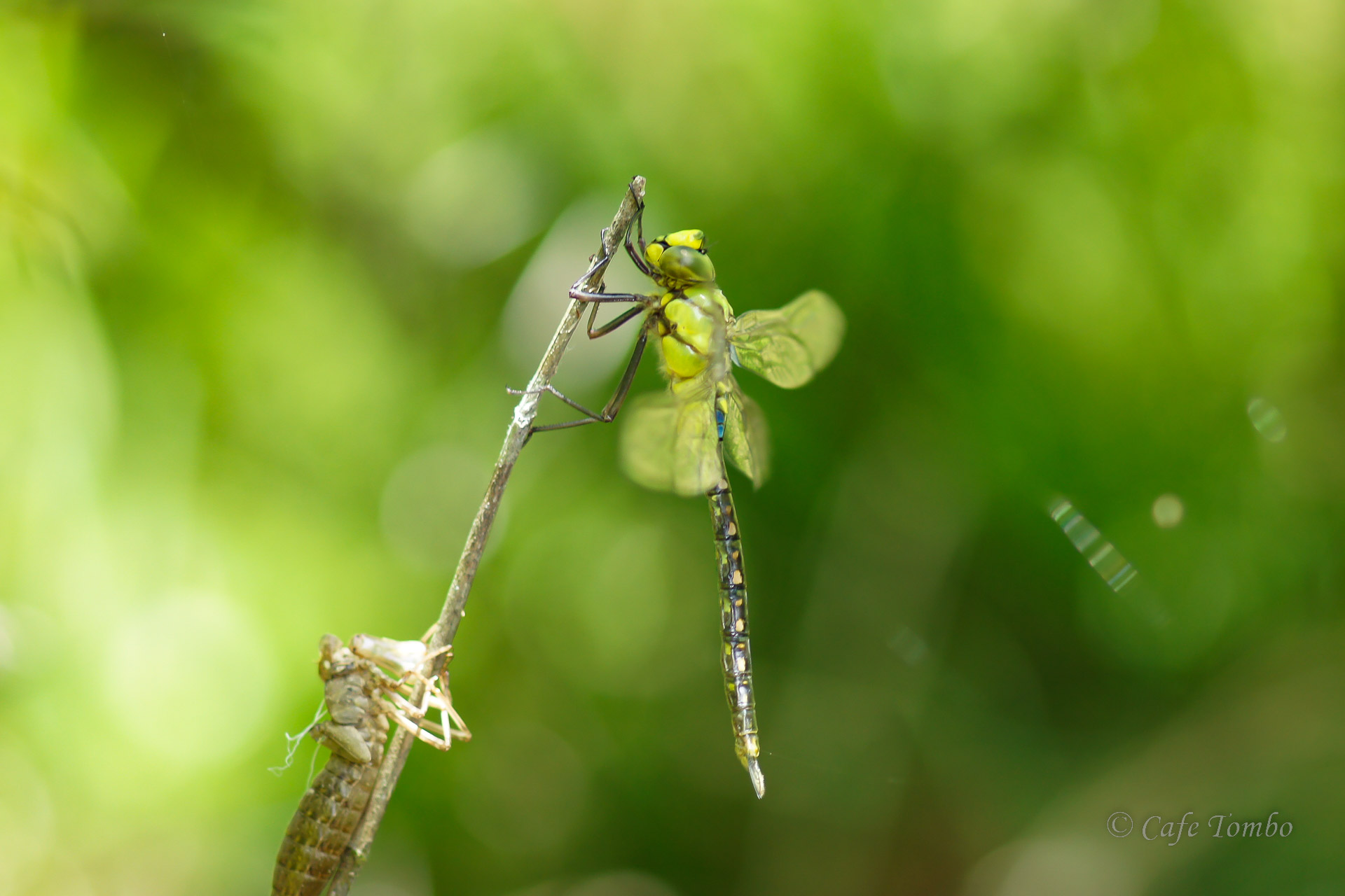 クロスジギンヤンマ