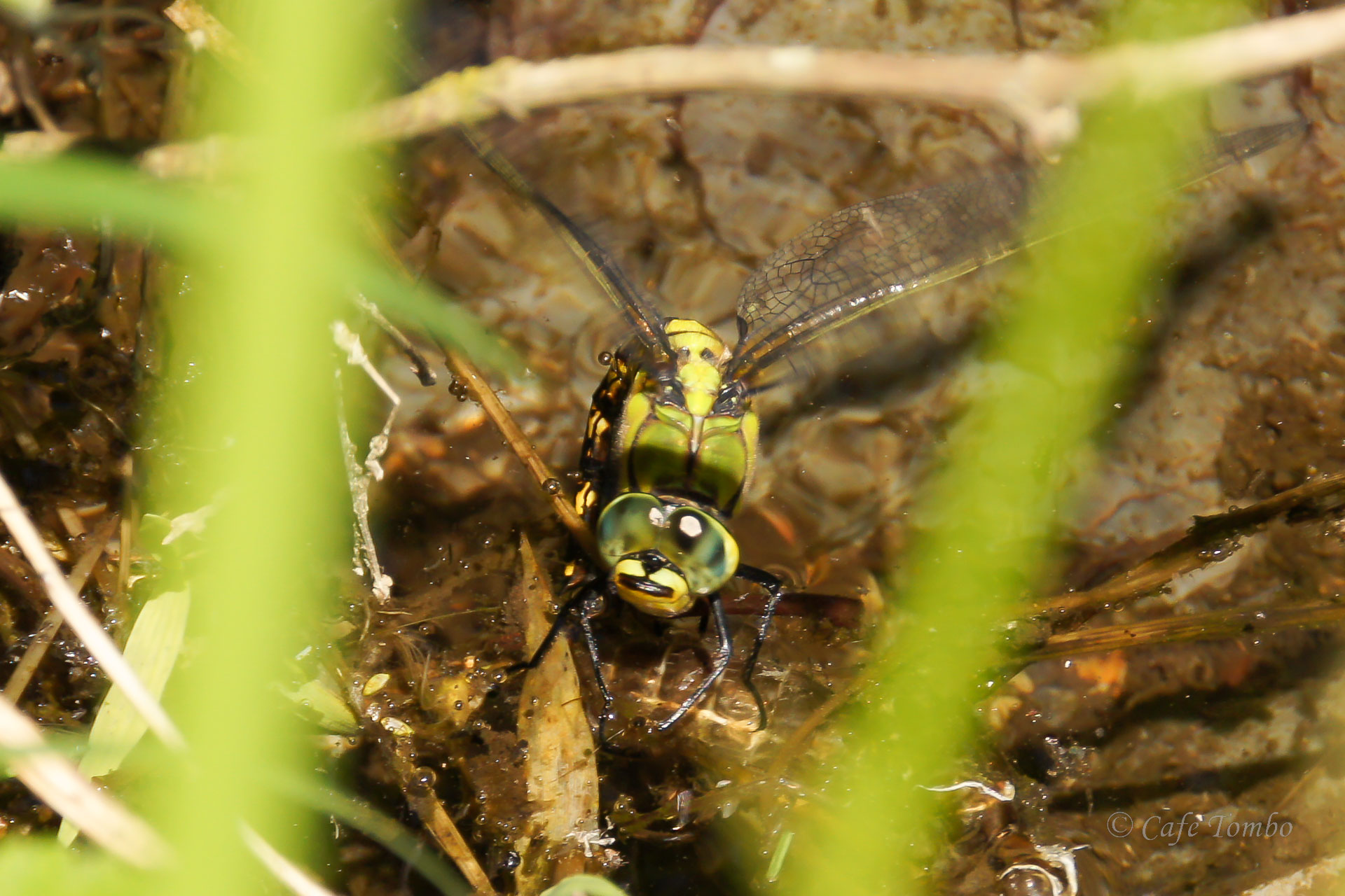 クロスジギンヤンマ