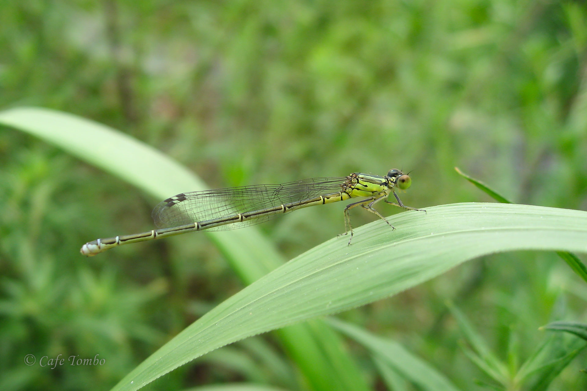 クロイトトンボ