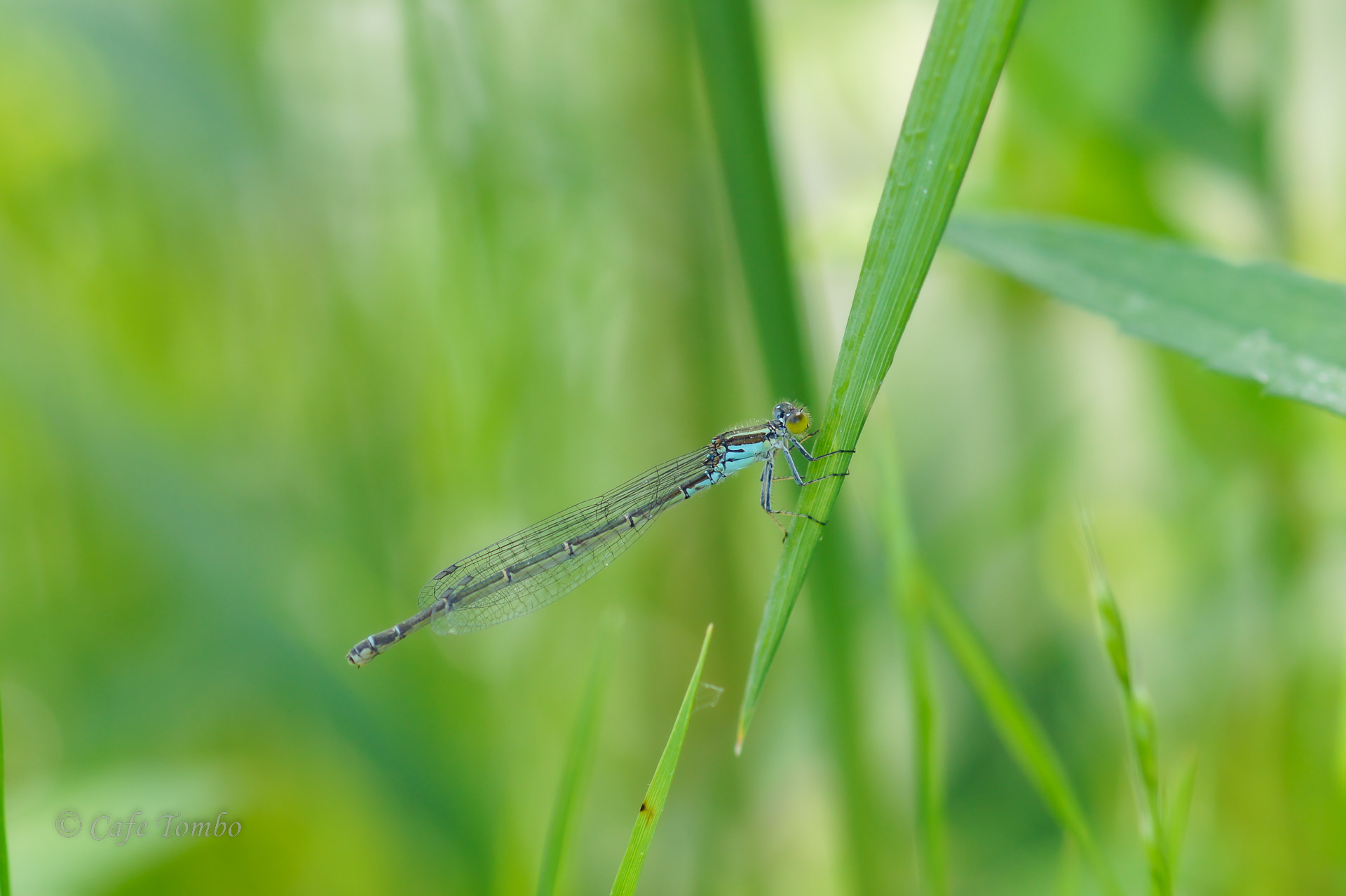 クロイトトンボ