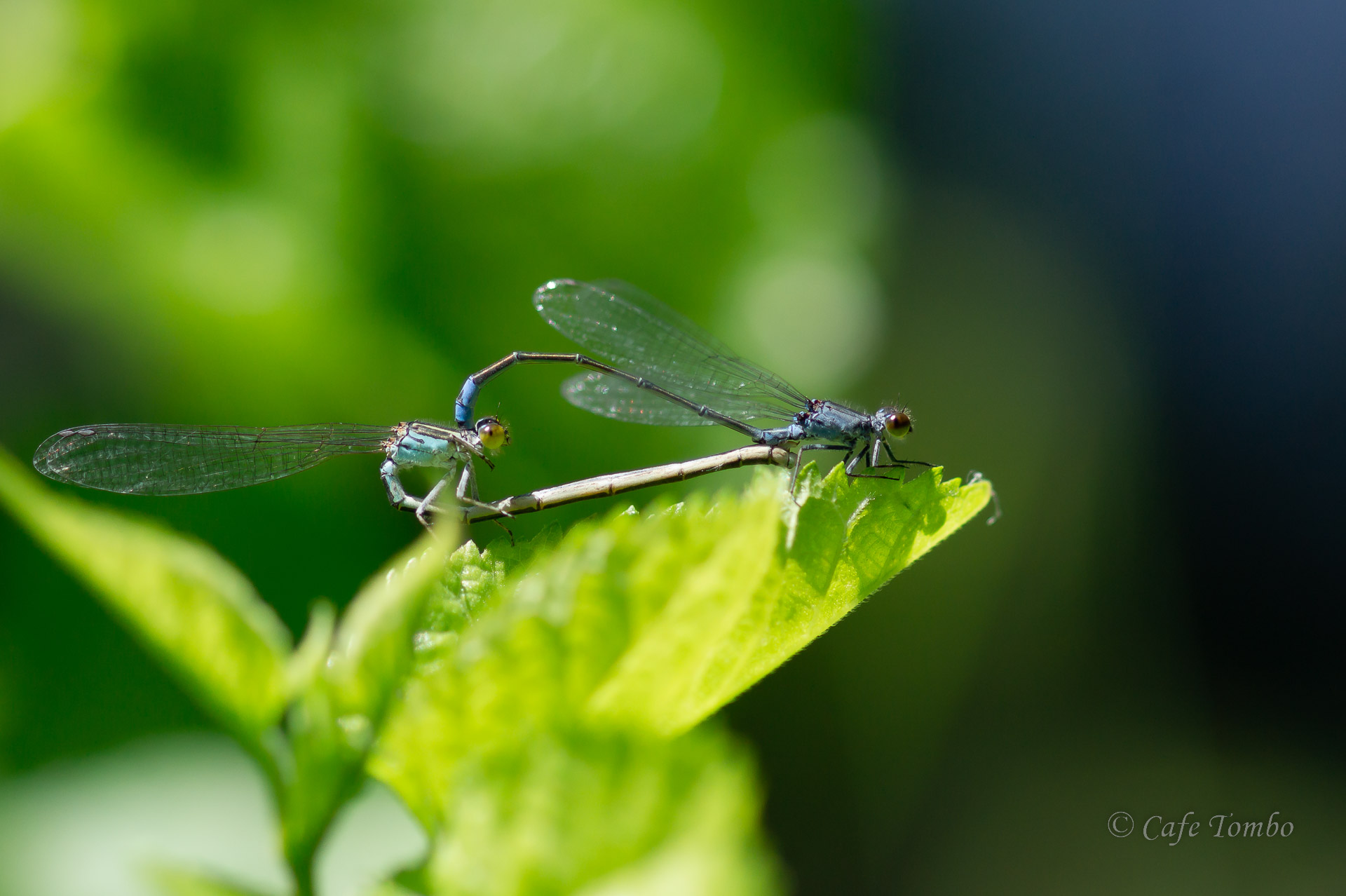クロイトトンボ