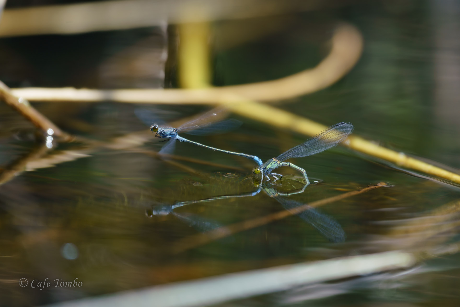クロイトトンボ