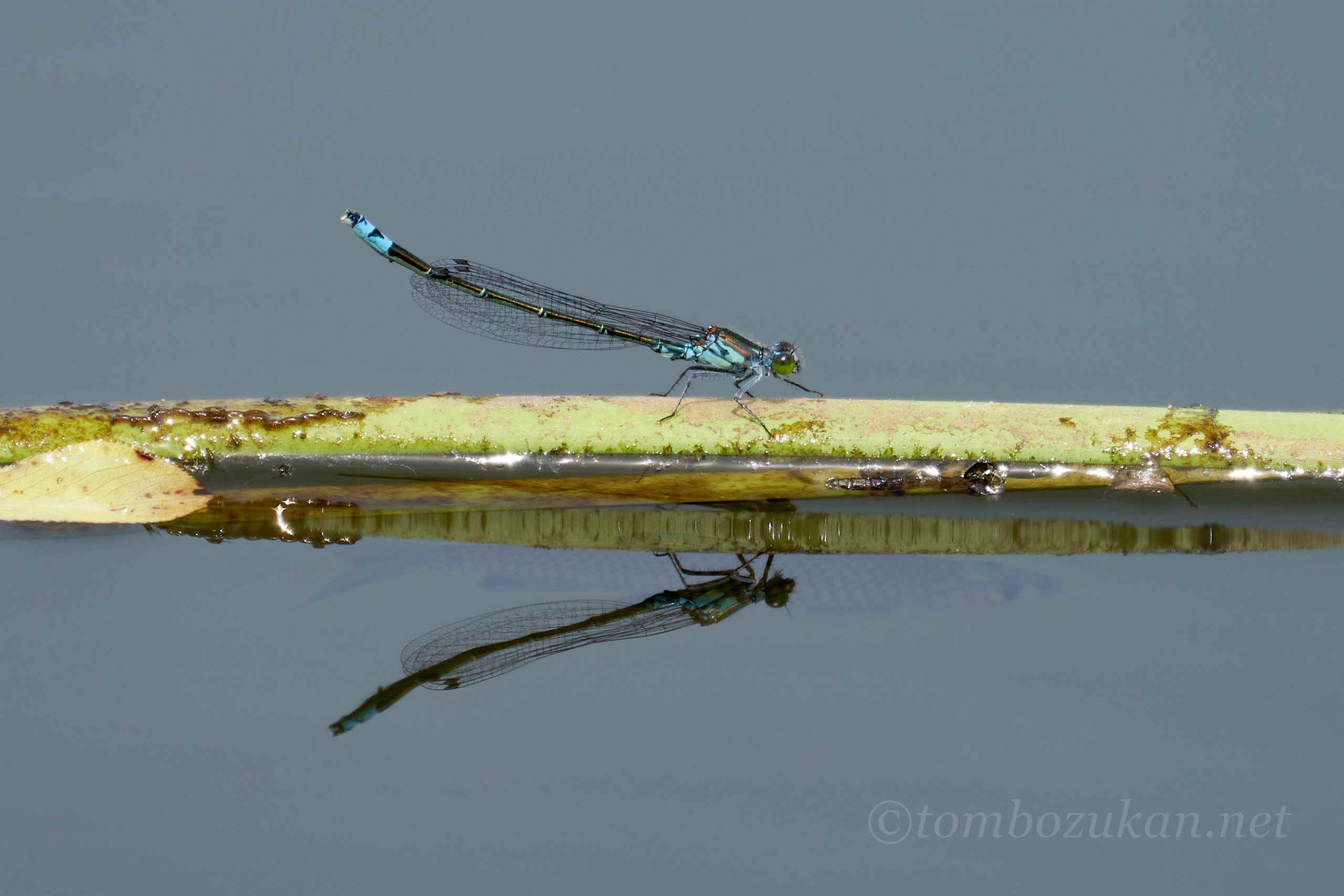 クロイトトンボ