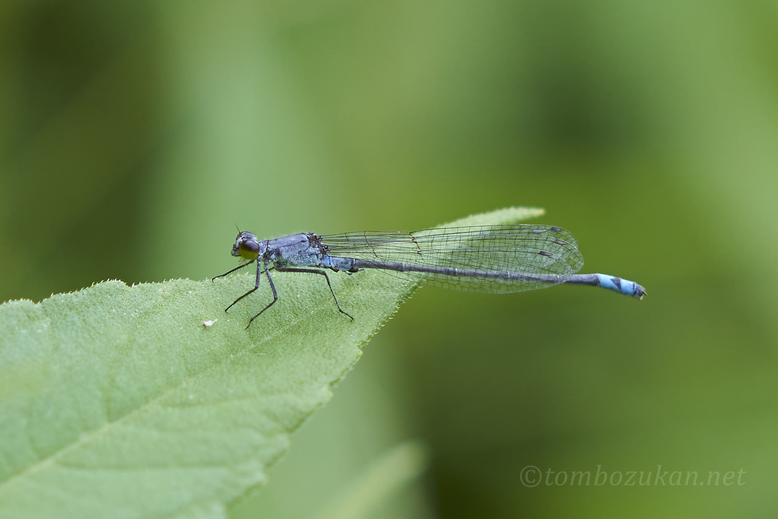 クロイトトンボ