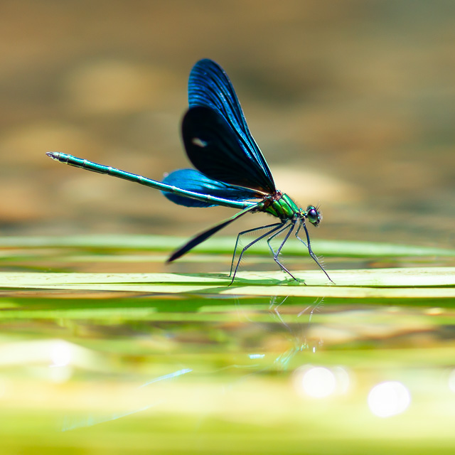 アオハダトンボ