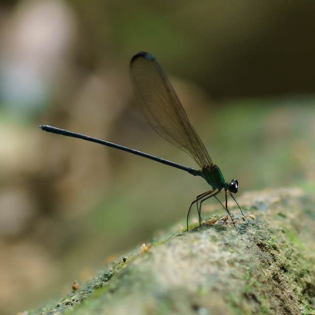 クロイワカワトンボ