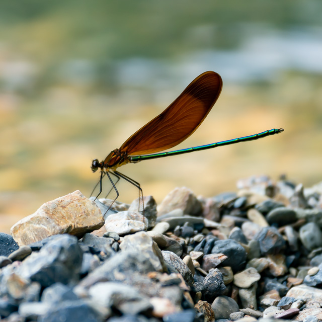 ミヤマカワトンボ