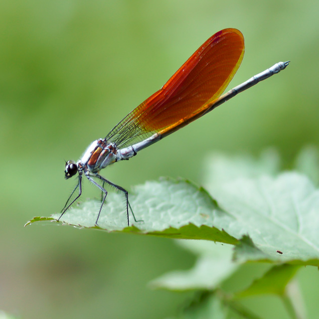 ニホンカワトンボ