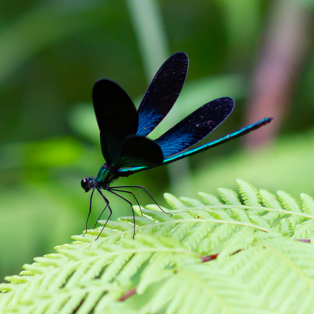 リュウキュウハグロトンボ