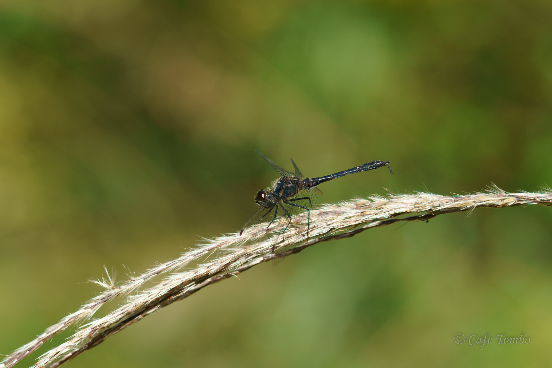 マダラナニワトンボ