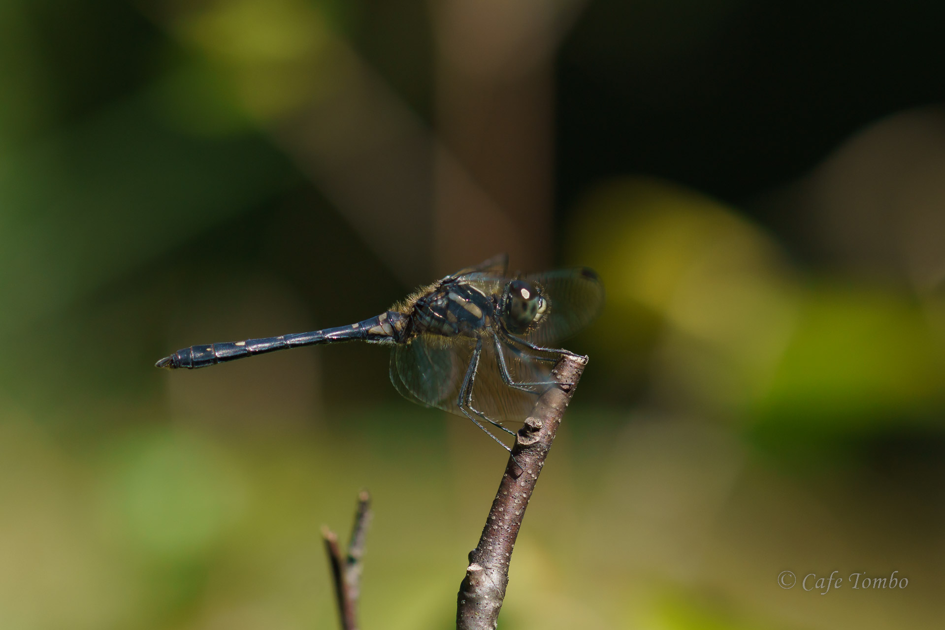 マダラナニワトンボ
