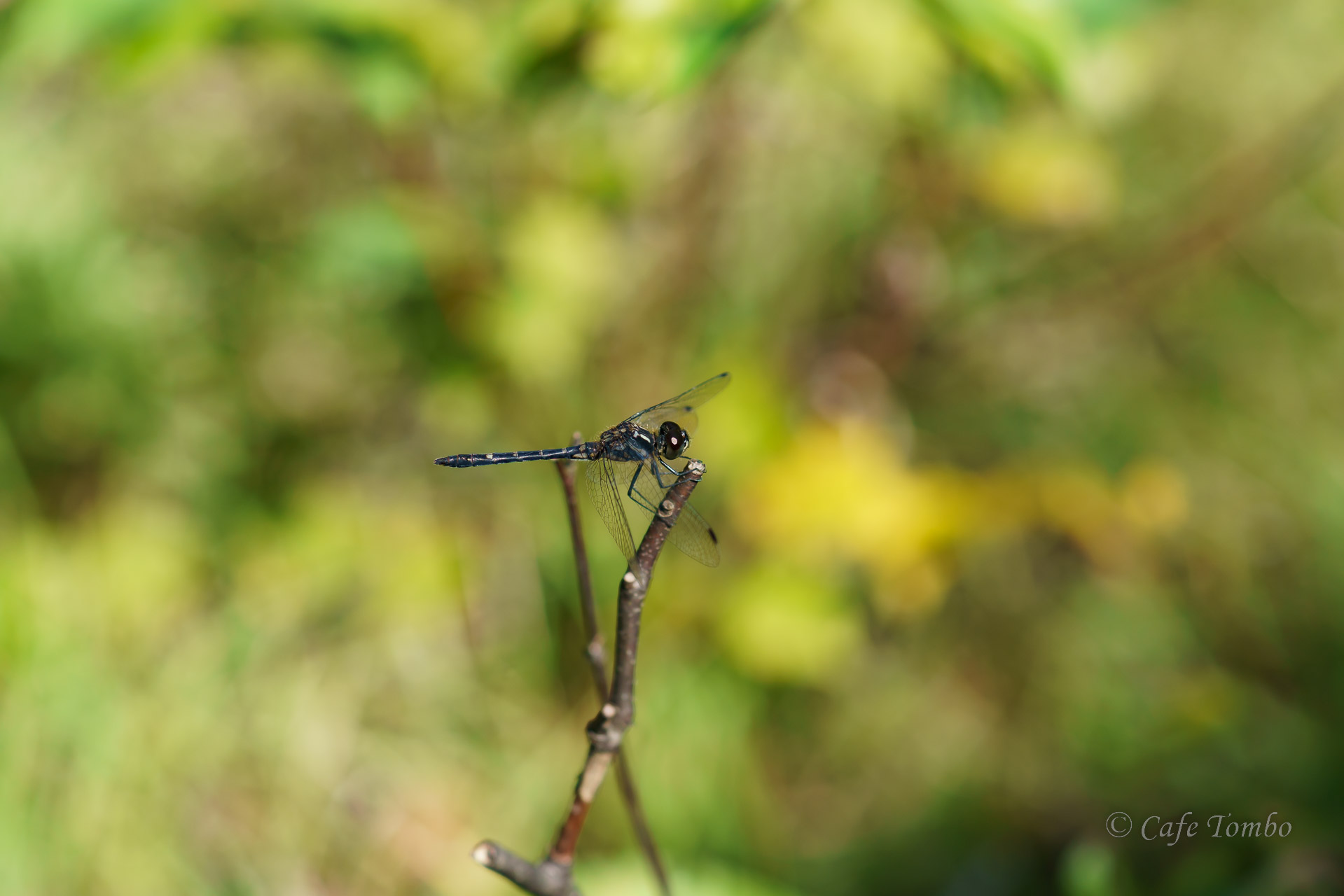 マダラナニワトンボ