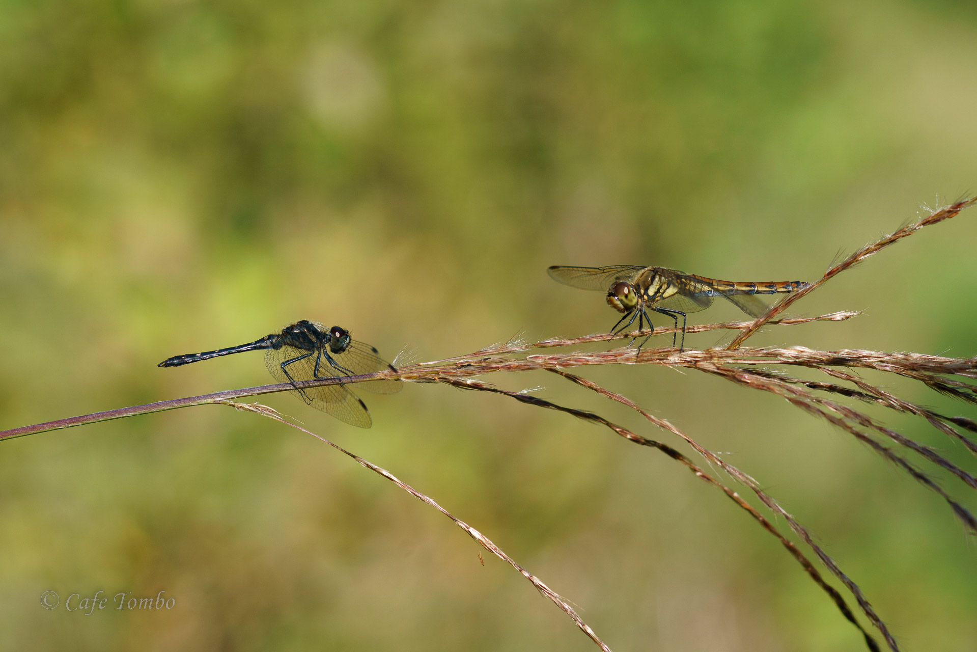 マダラナニワトンボ