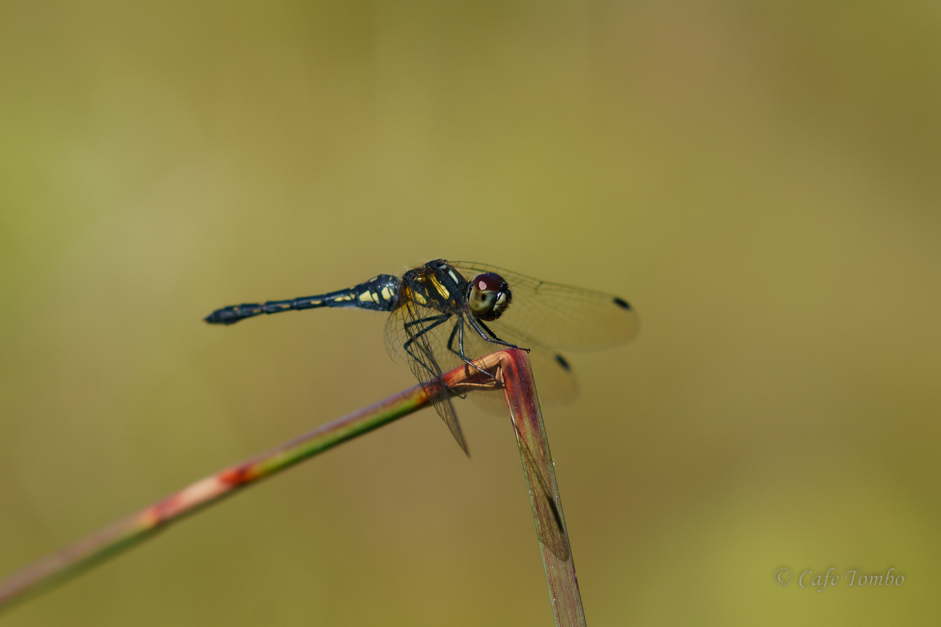 マダラナニワトンボ