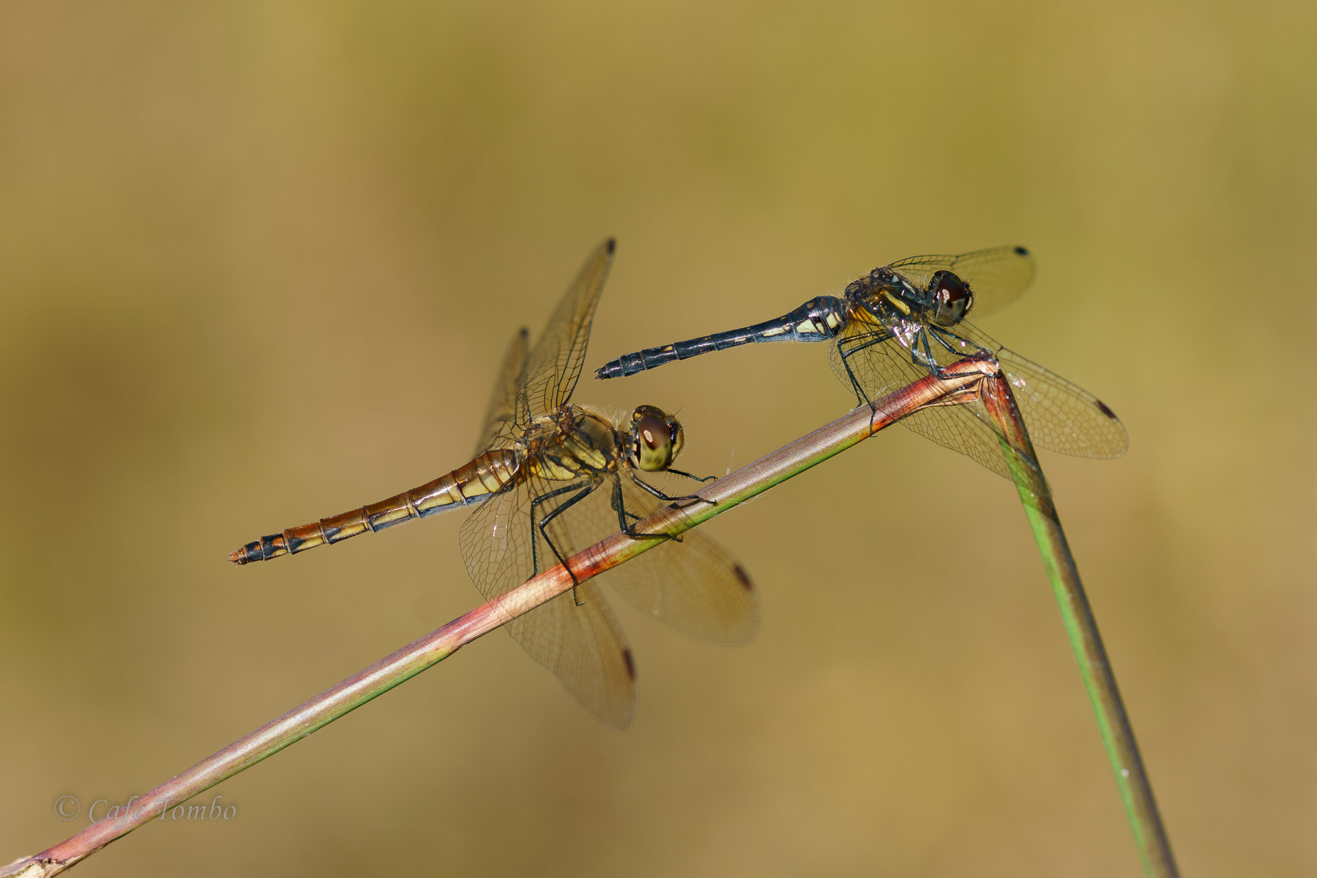 マダラナニワトンボ
