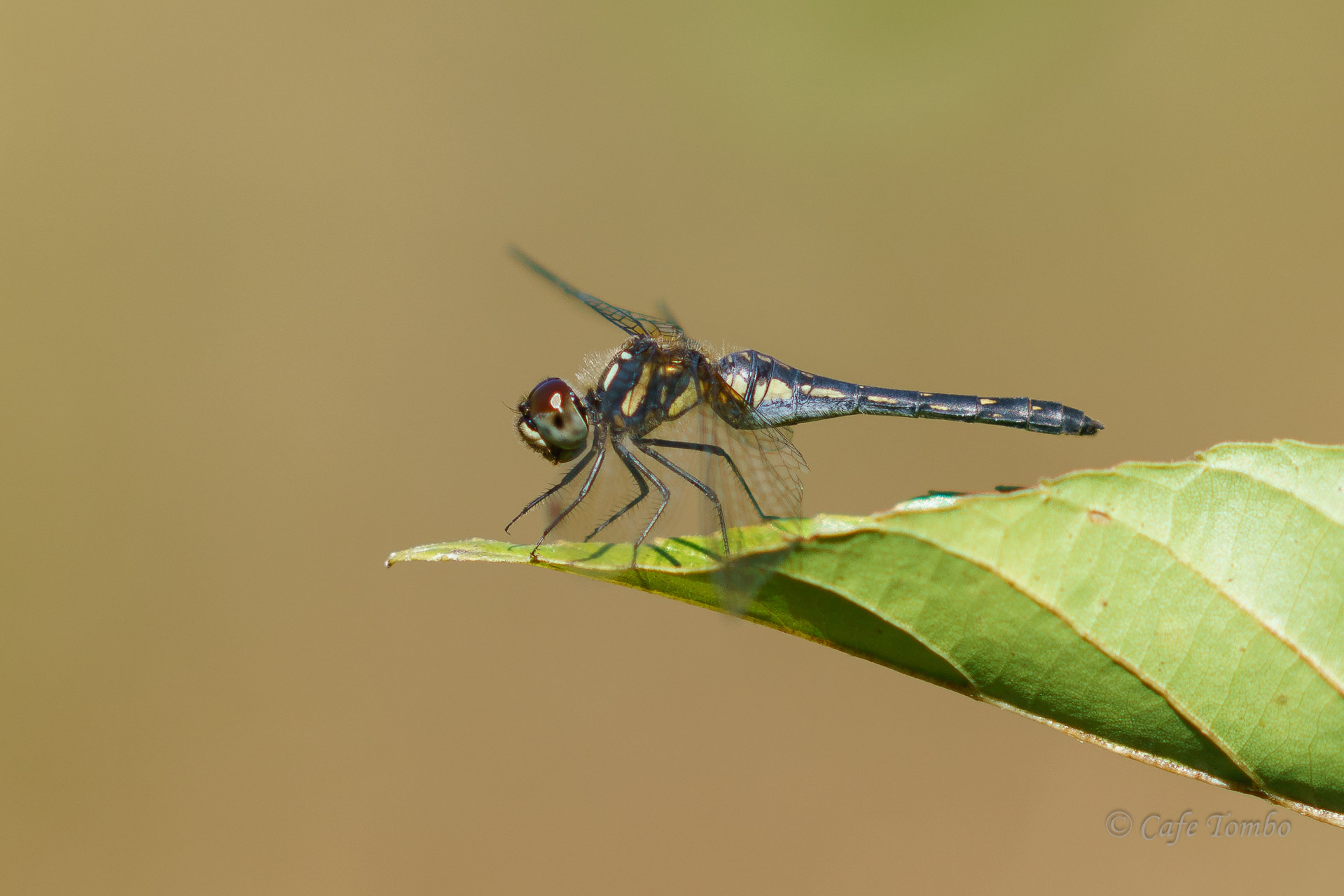 マダラナニワトンボ