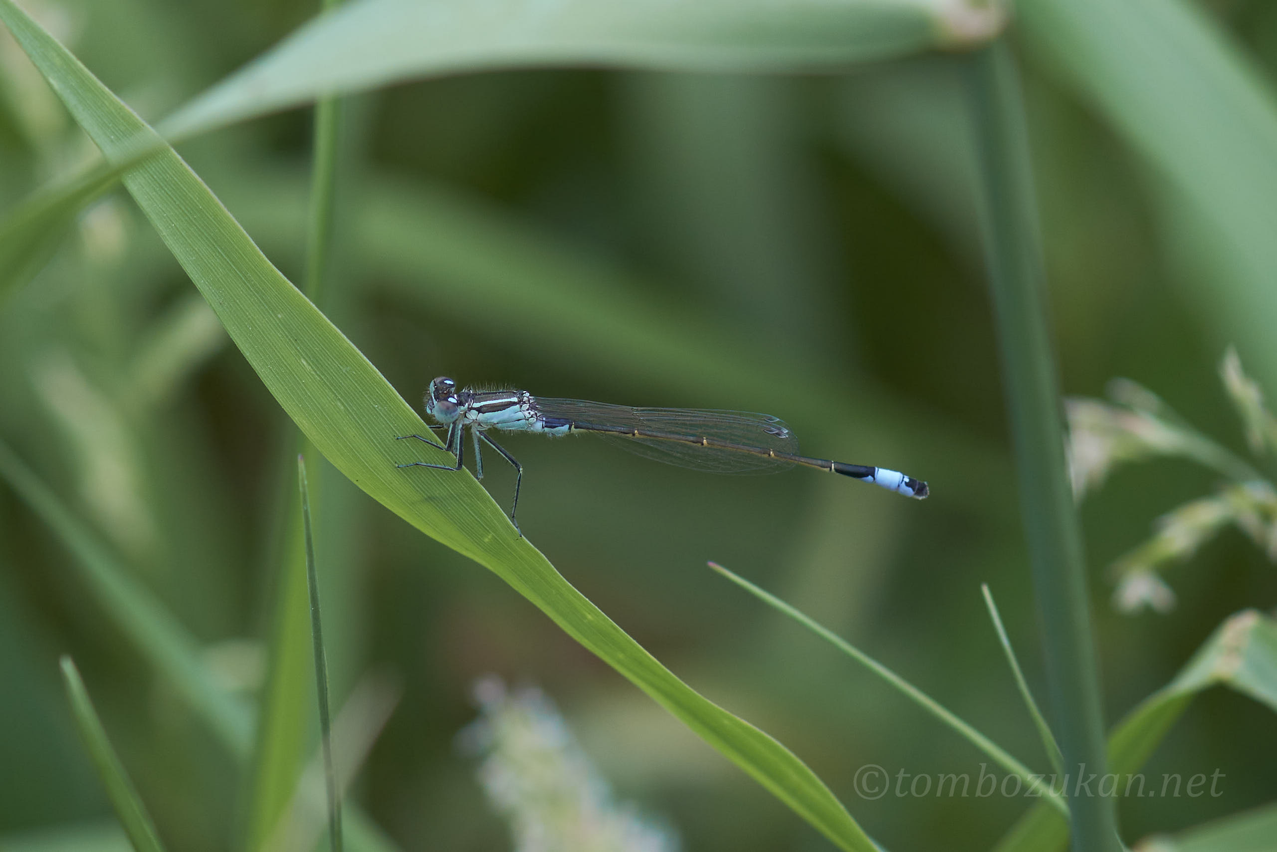 マンシュウイトトンボ