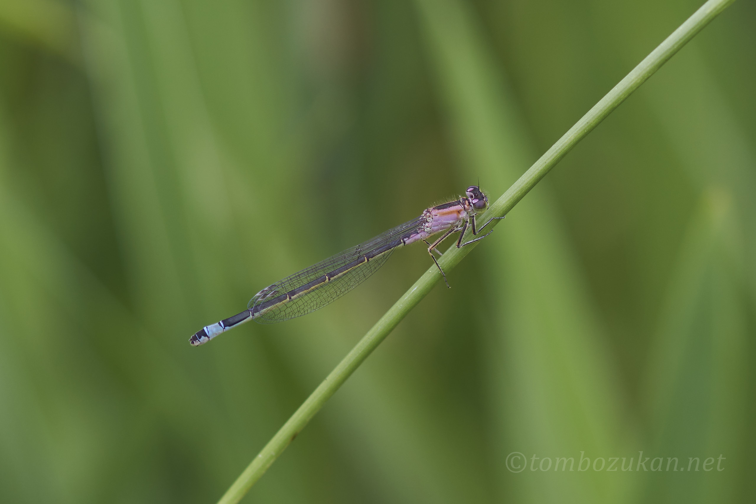 マンシュウイトトンボ