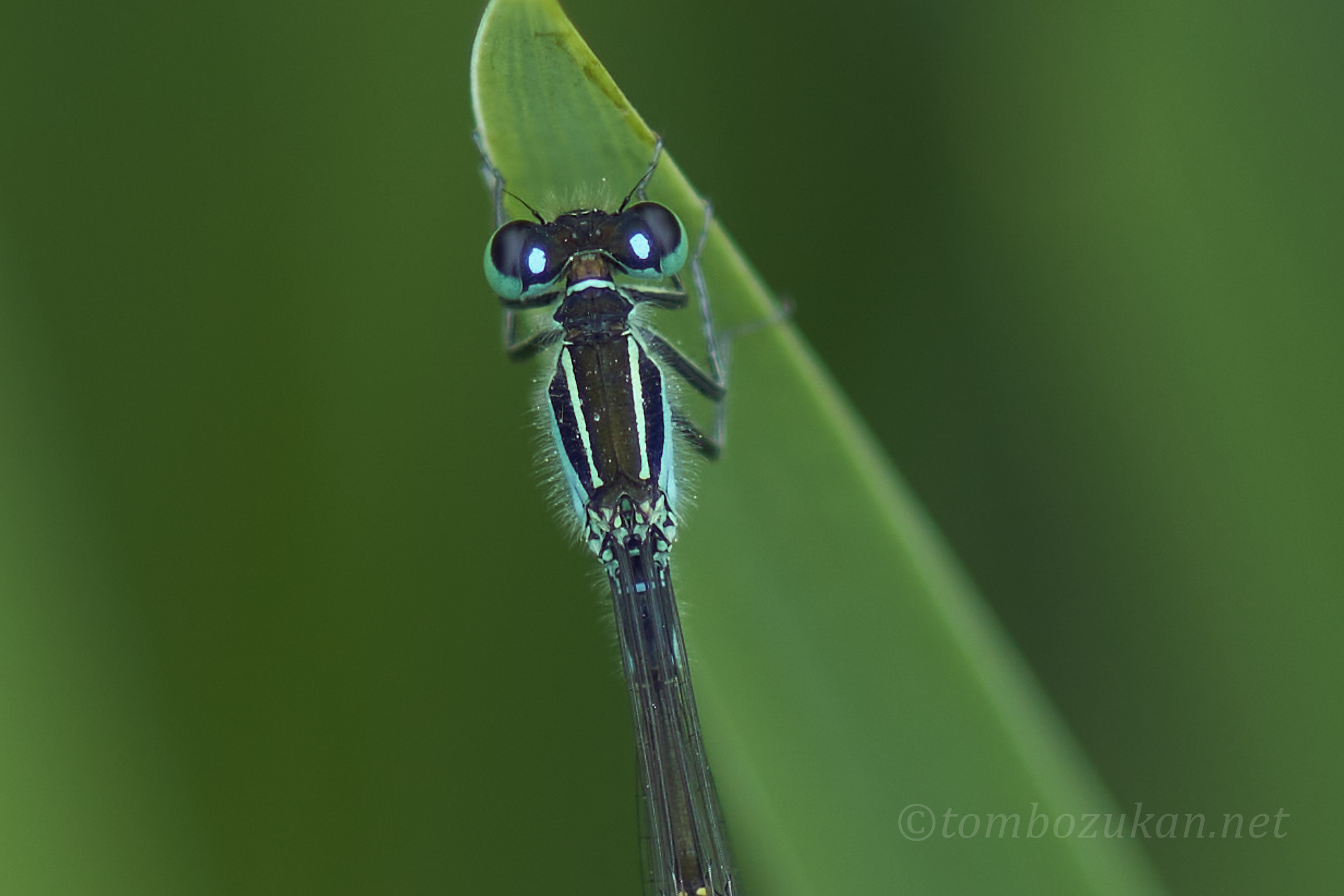 マンシュウイトトンボ