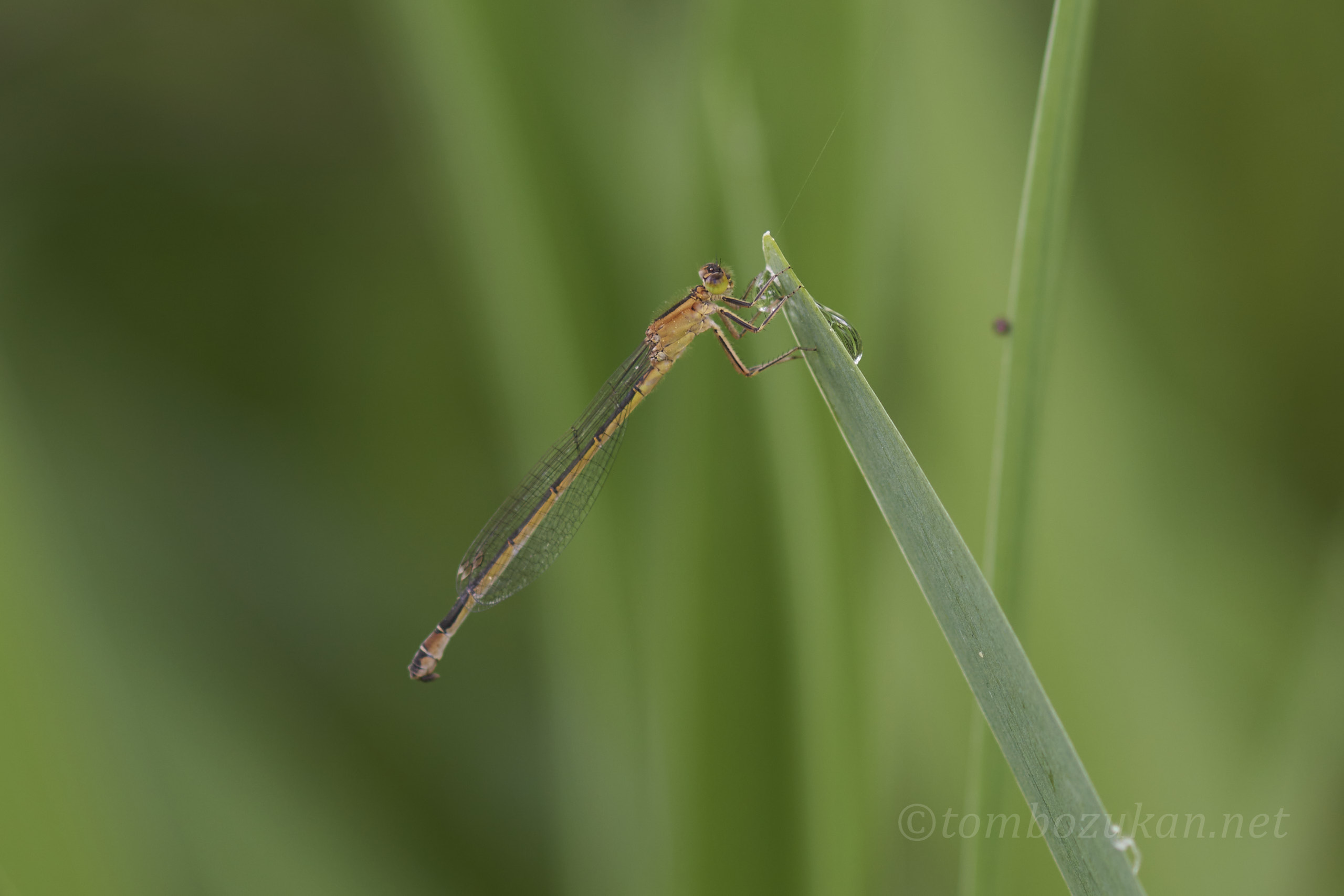 マンシュウイトトンボ