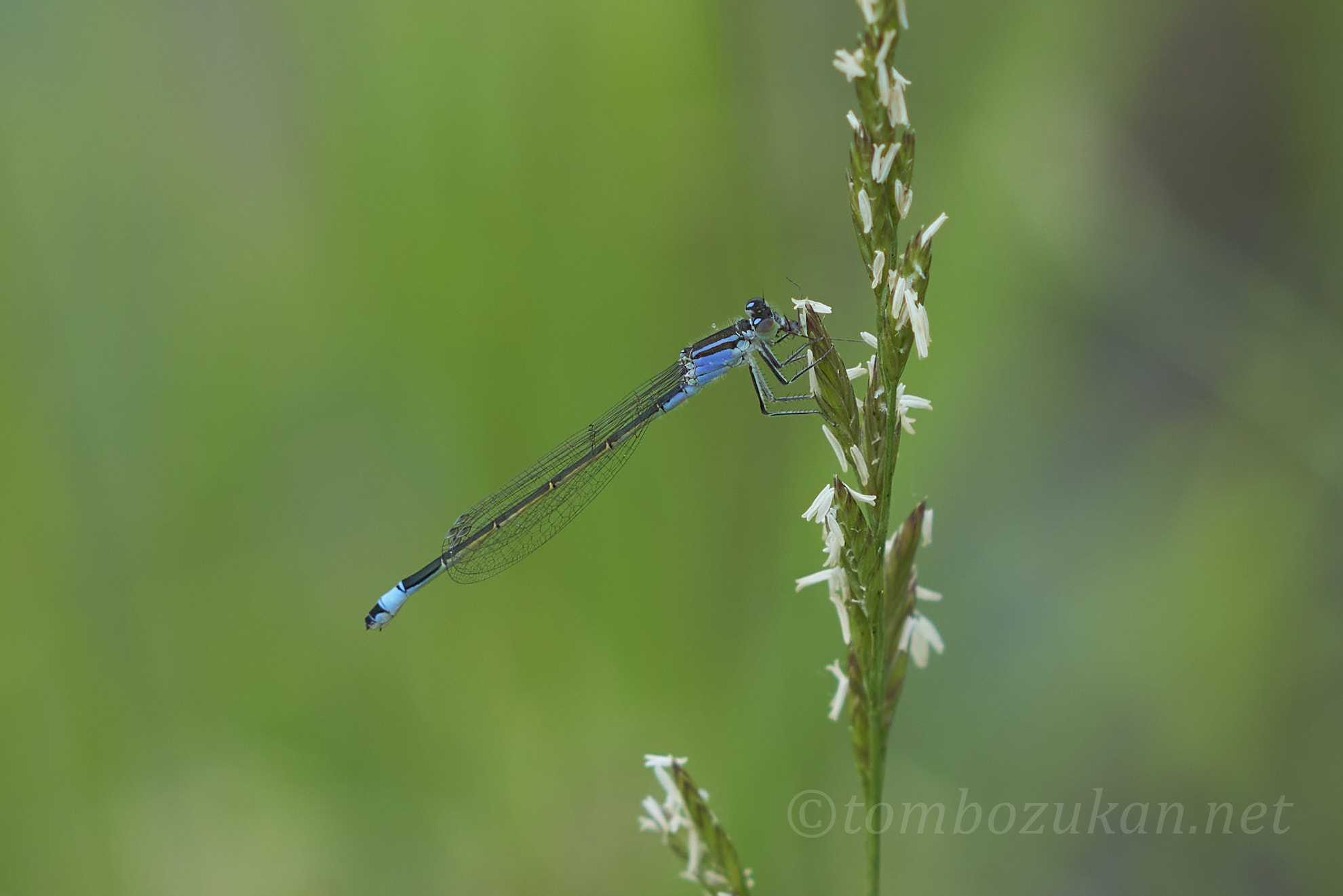 マンシュウイトトンボ