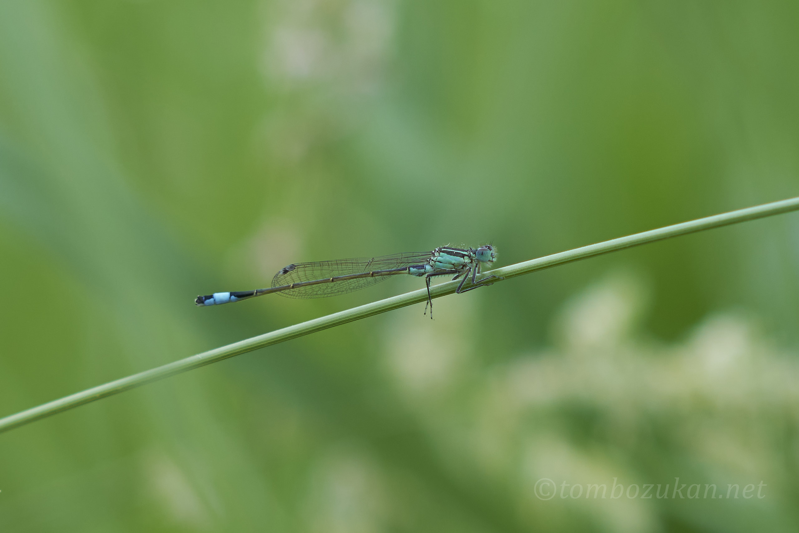 マンシュウイトトンボ