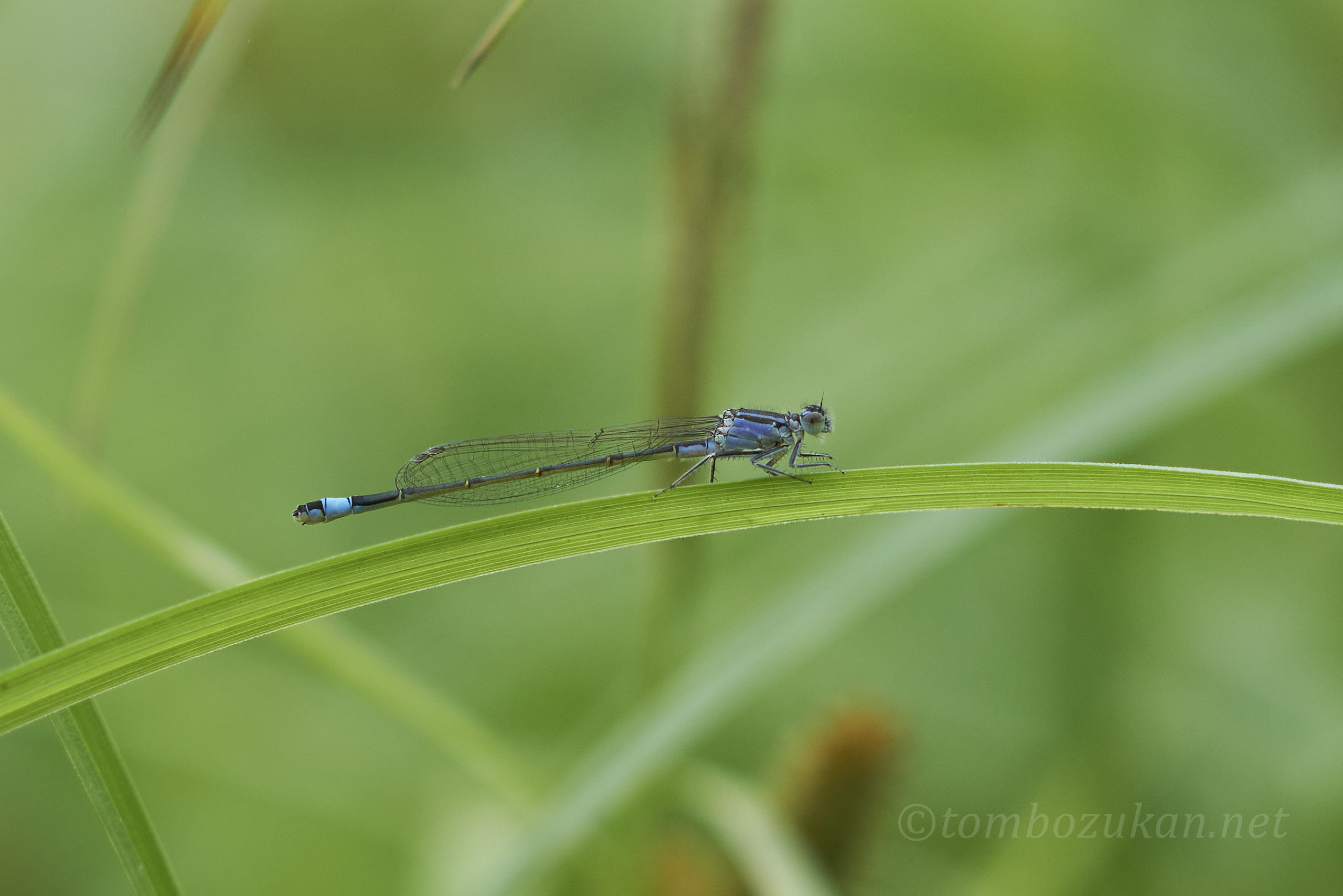マンシュウイトトンボ