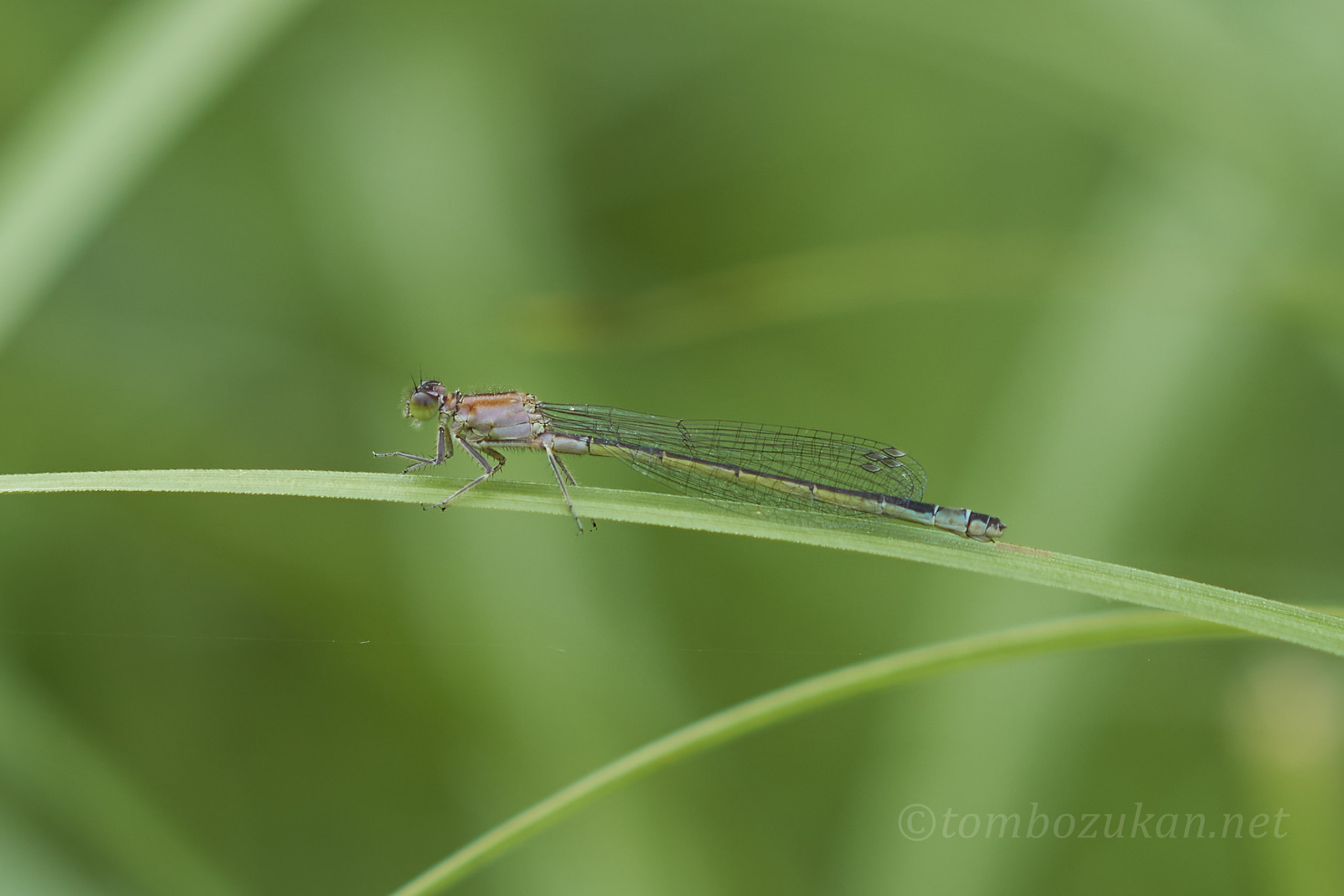 マンシュウイトトンボ