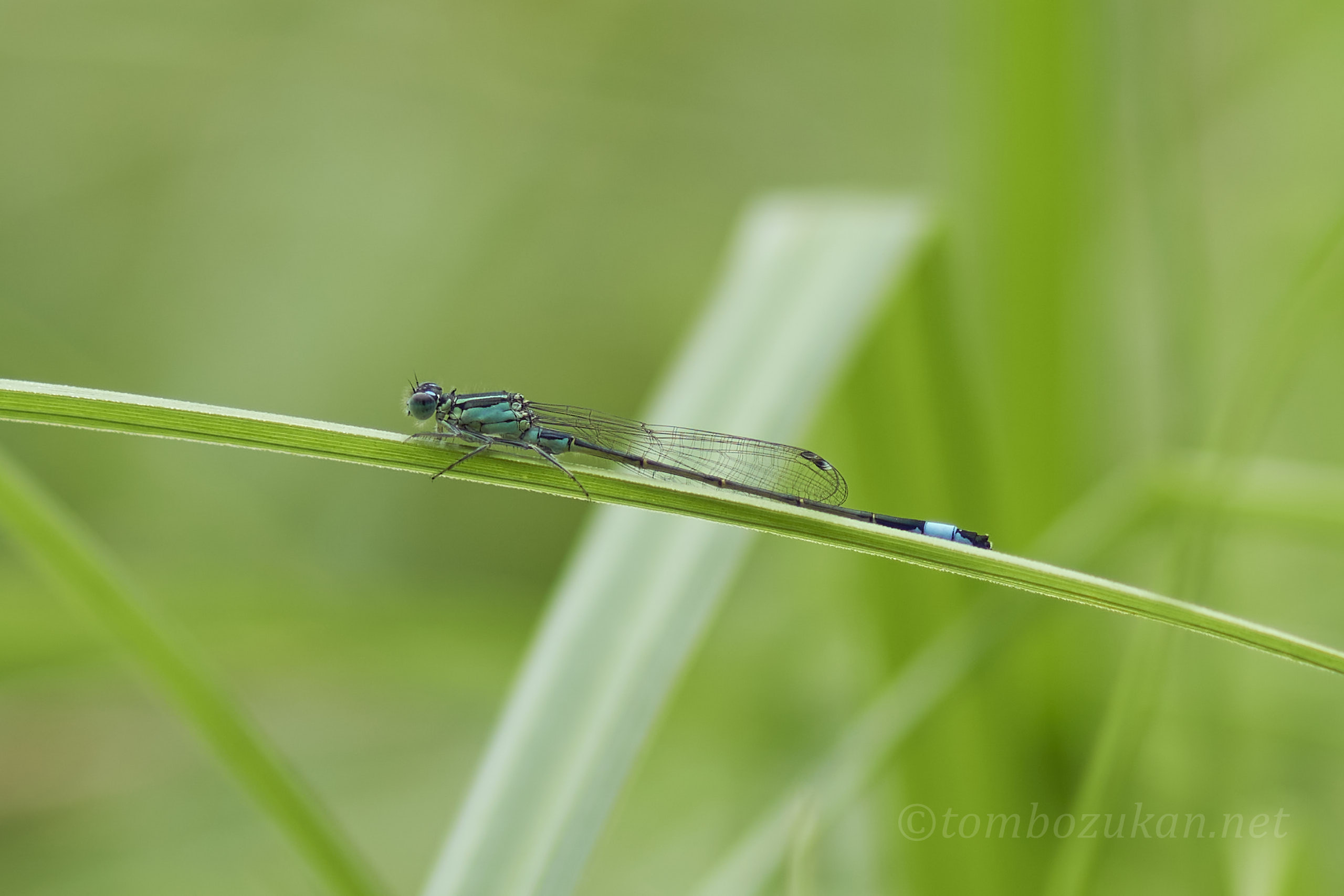 マンシュウイトトンボ