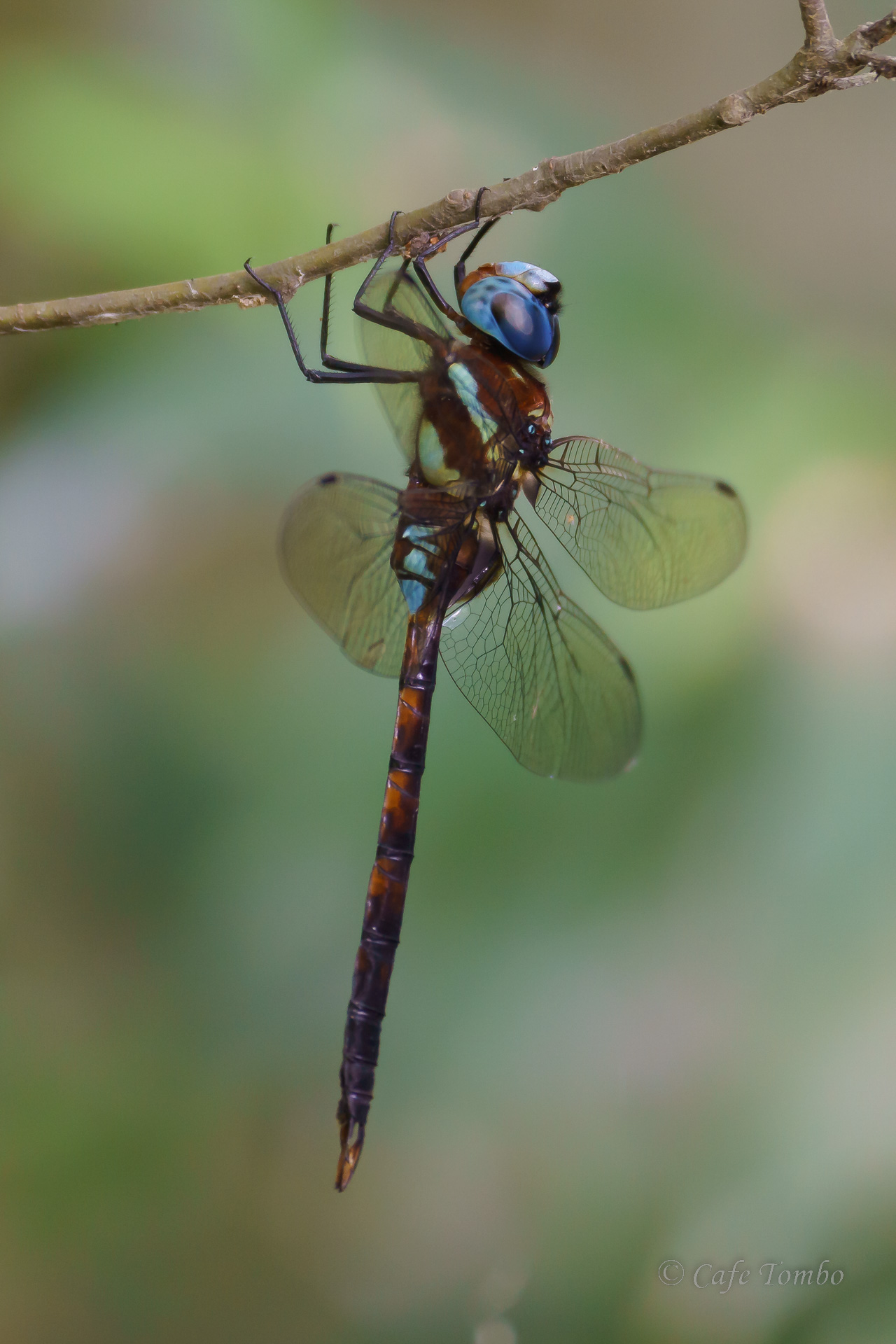 マルタンヤンマ