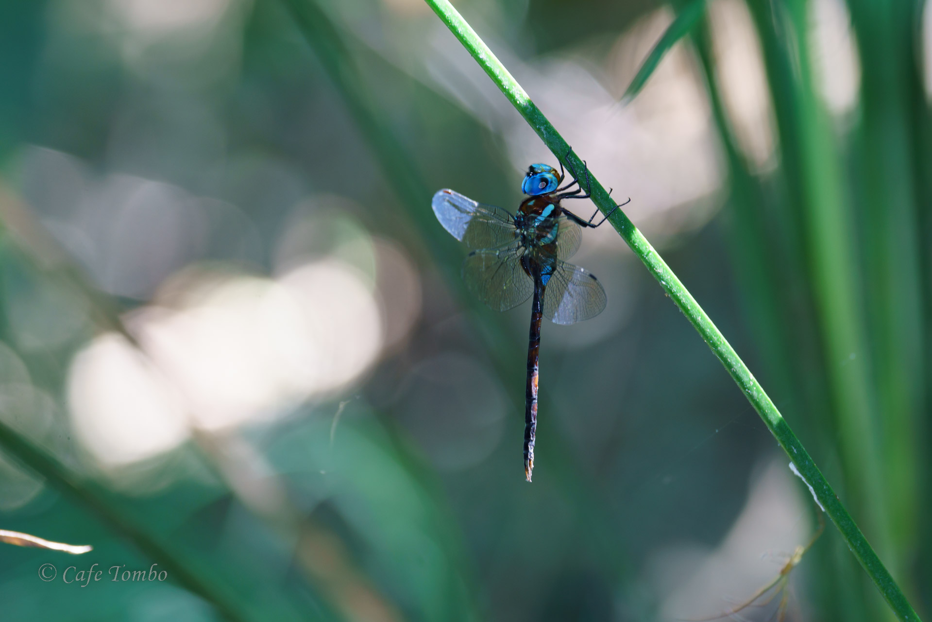 マルタンヤンマ