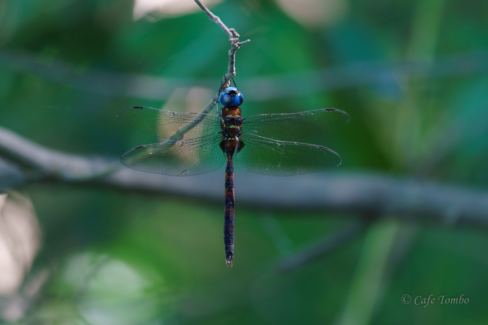 マルタンヤンマ