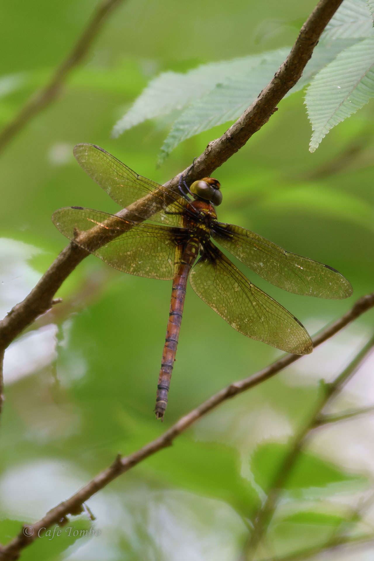 マルタンヤンマ